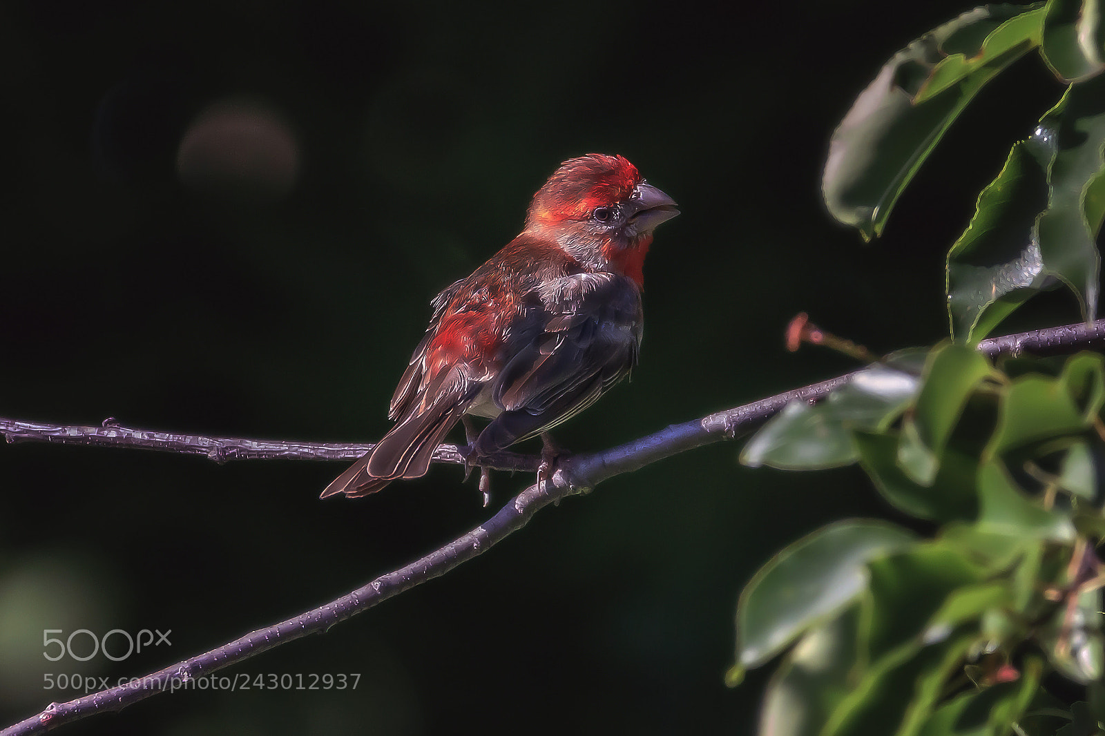 Canon EOS 7D Mark II sample photo. House finch photography