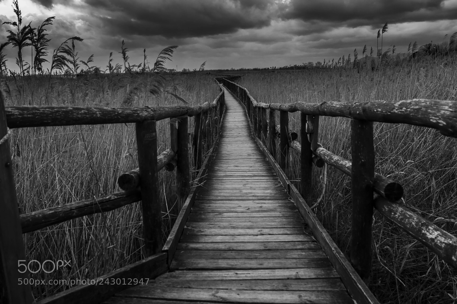 Sony Alpha DSLR-A380 sample photo. Lago di massaciuccoli photography