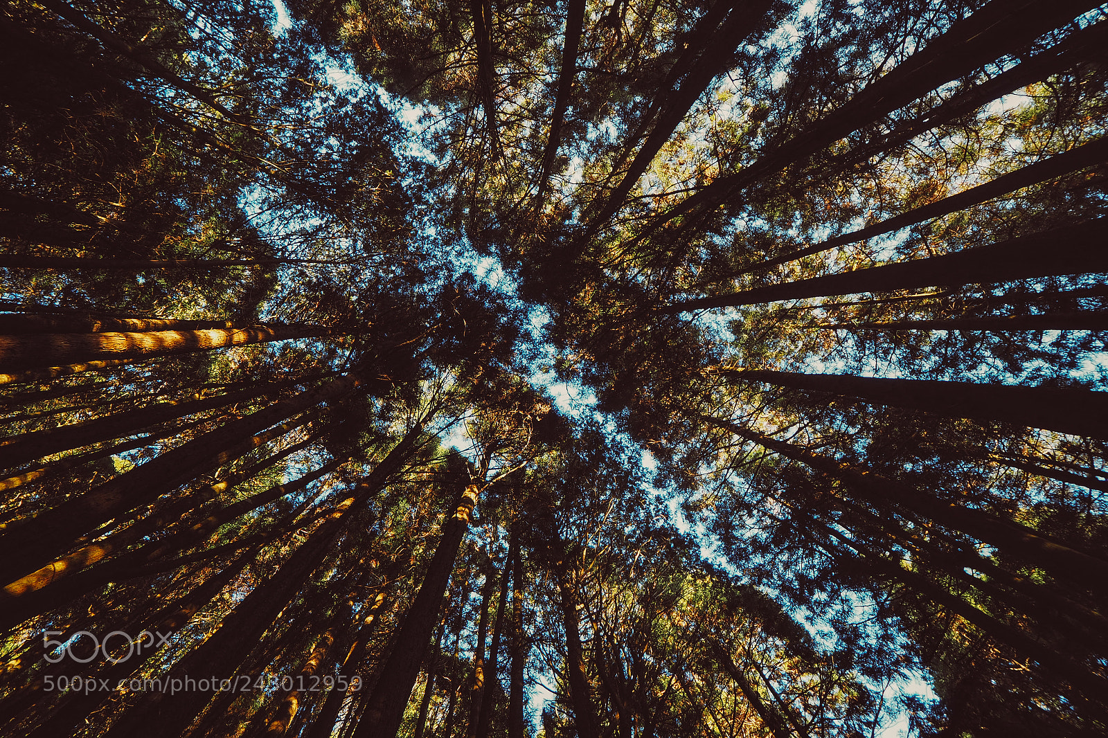 Olympus PEN-F sample photo. Forest｜alishan photography