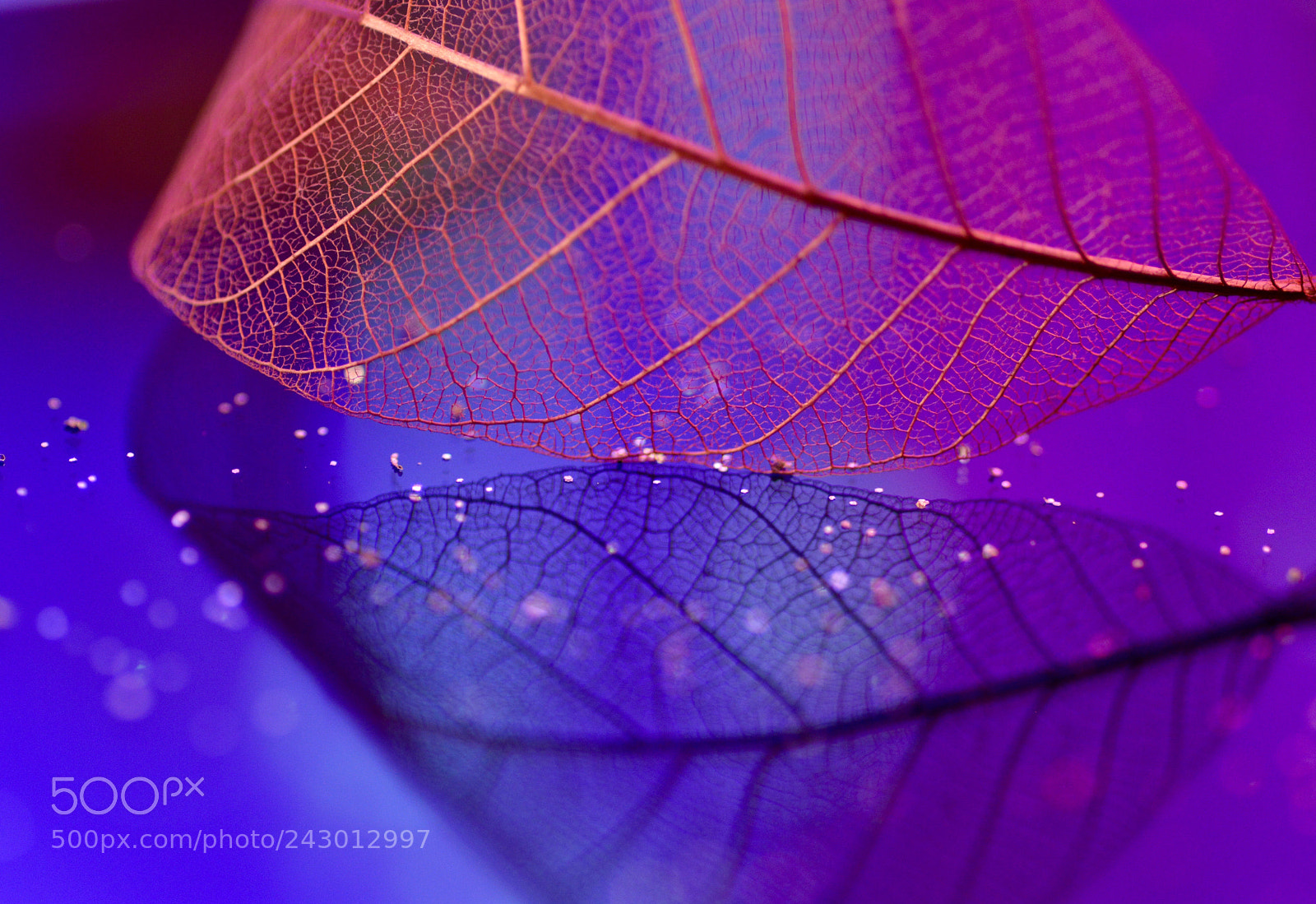 Nikon D3200 sample photo. Purple rain... photography
