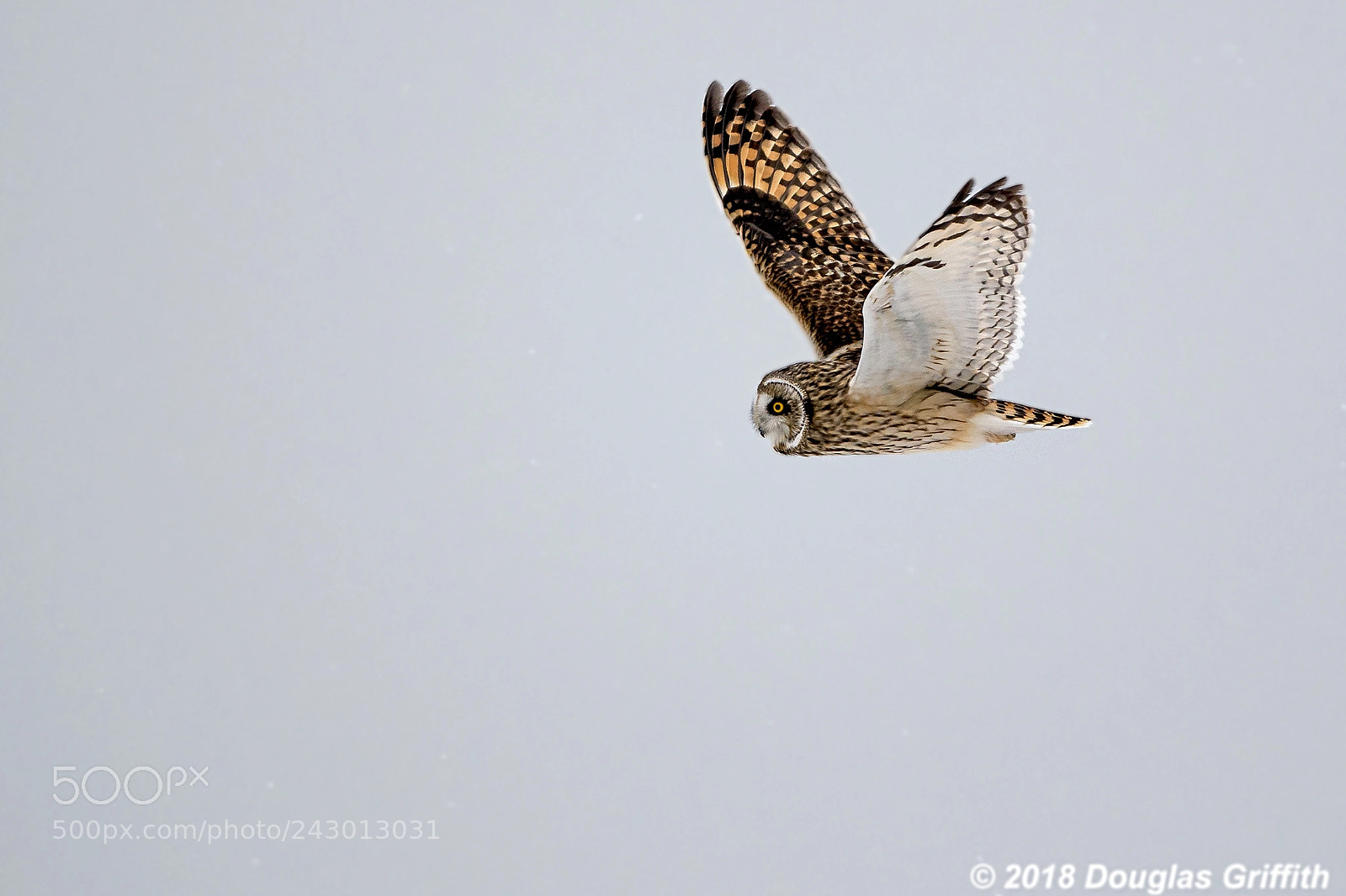Nikon D500 sample photo. Short-eared owl (asio flammeus) photography