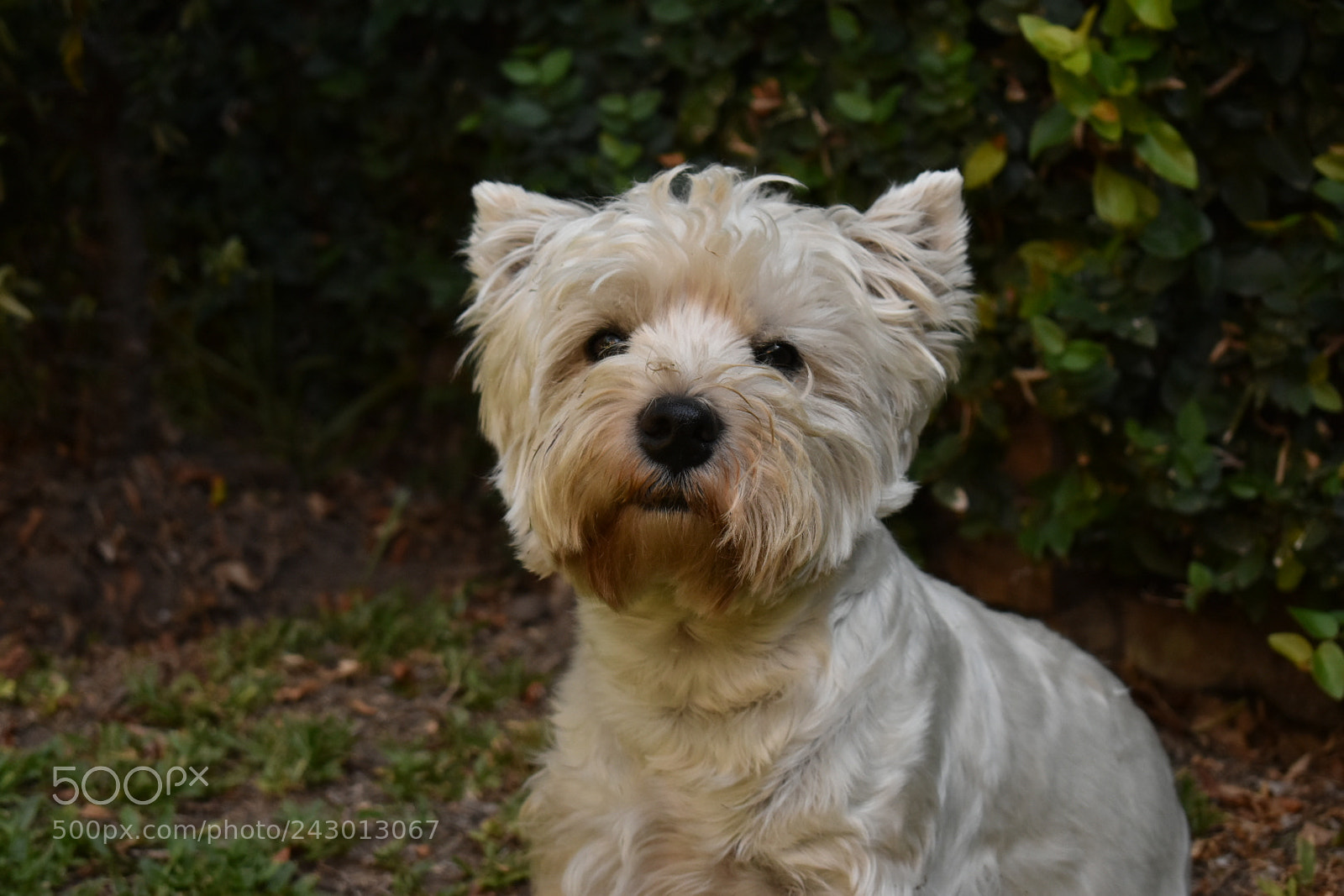 Nikon D3400 sample photo. Doggy photography