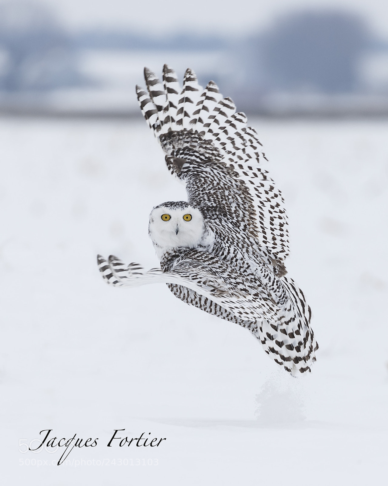 Canon EOS-1D X sample photo. Snow owl photography