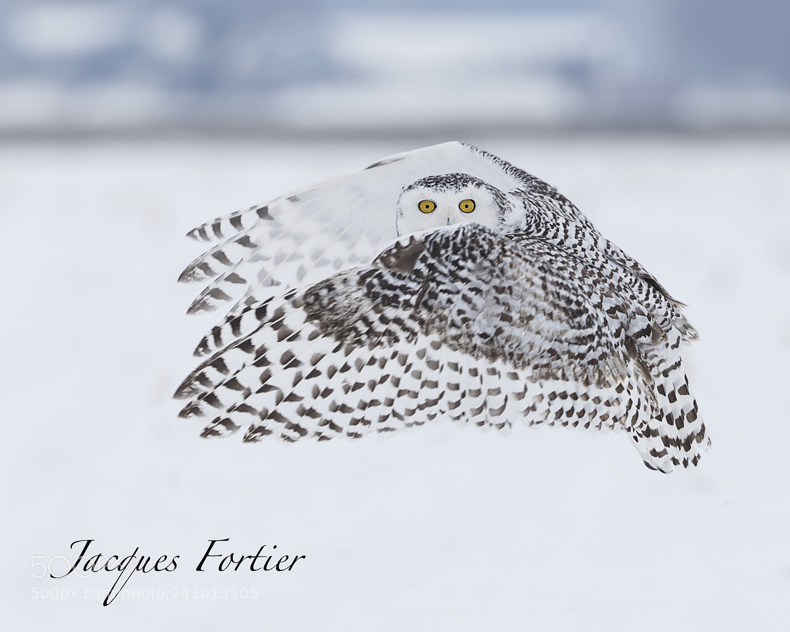 Canon EOS-1D X sample photo. Snow owl photography