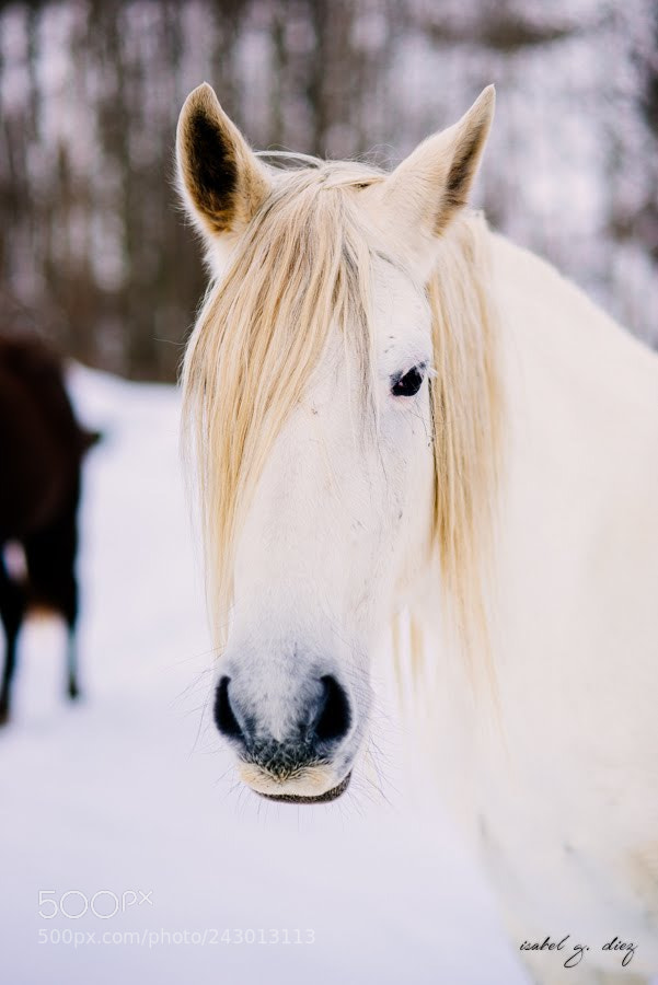 Nikon D610 sample photo. Untitled photography