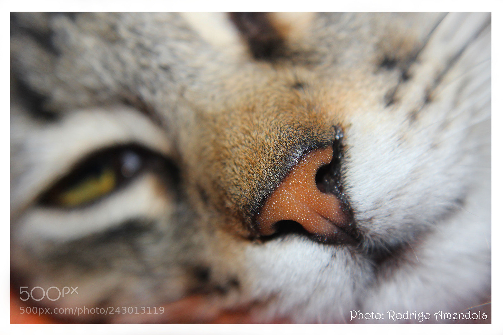 Canon EOS 600D (Rebel EOS T3i / EOS Kiss X5) sample photo. Dorian gray photography