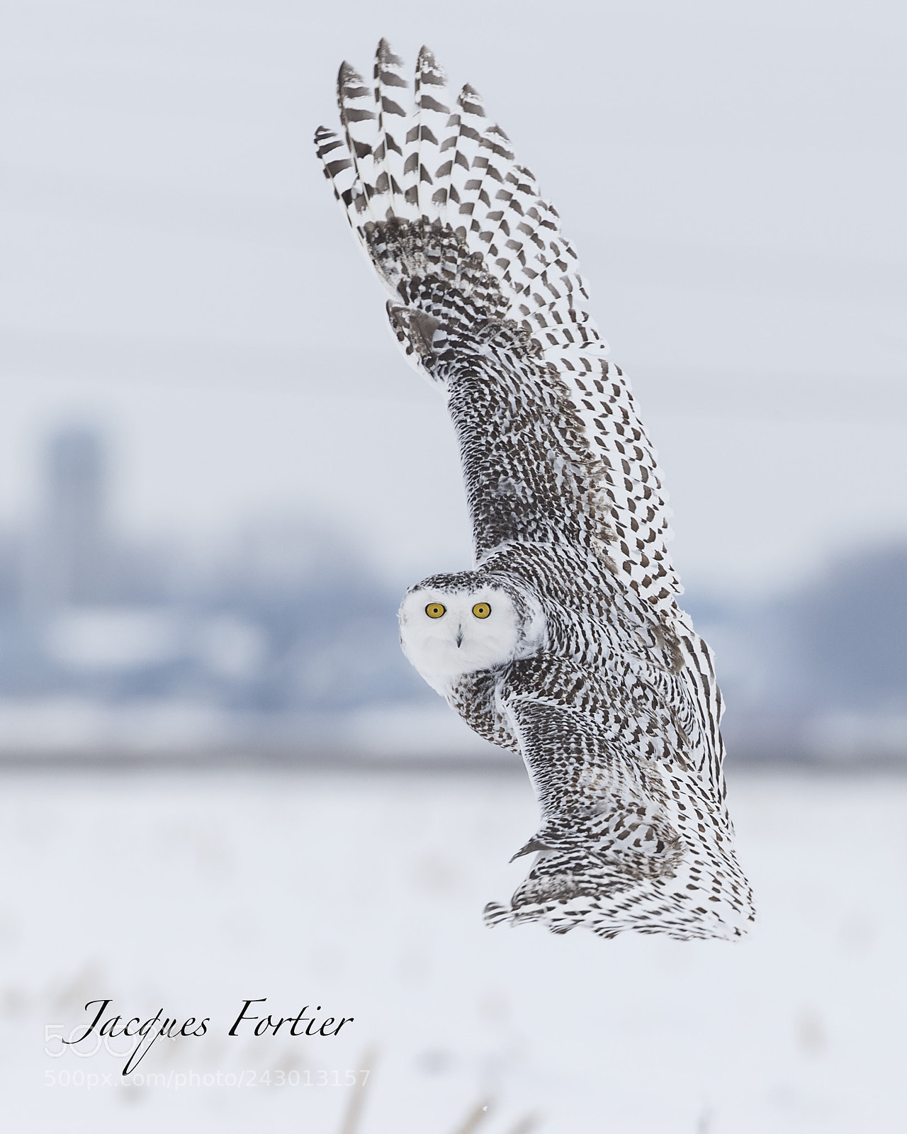 Canon EOS-1D X sample photo. Snow owl photography