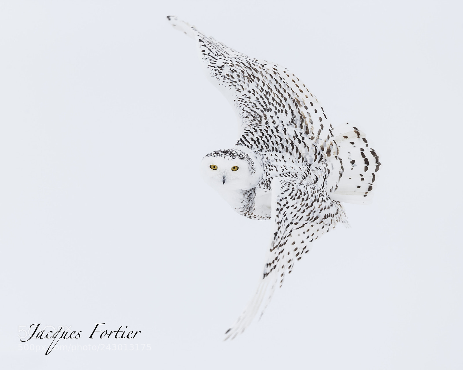 Canon EOS-1D X sample photo. Snow owl photography