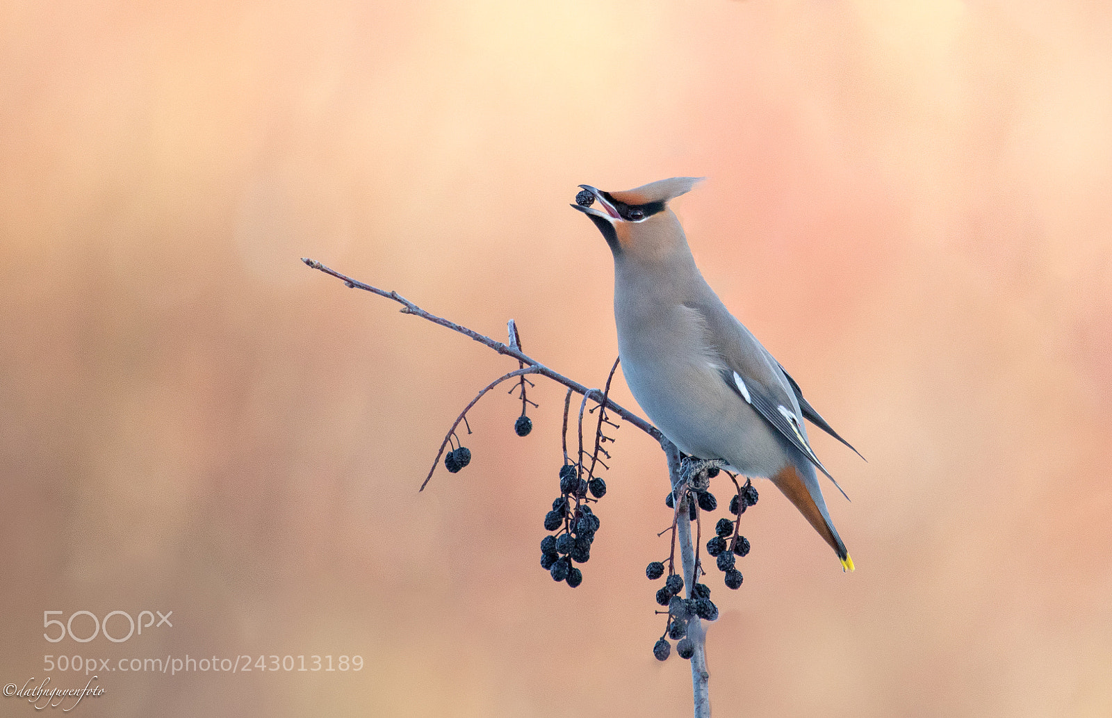 Canon EOS 7D Mark II sample photo. Bohemian waxwing photography