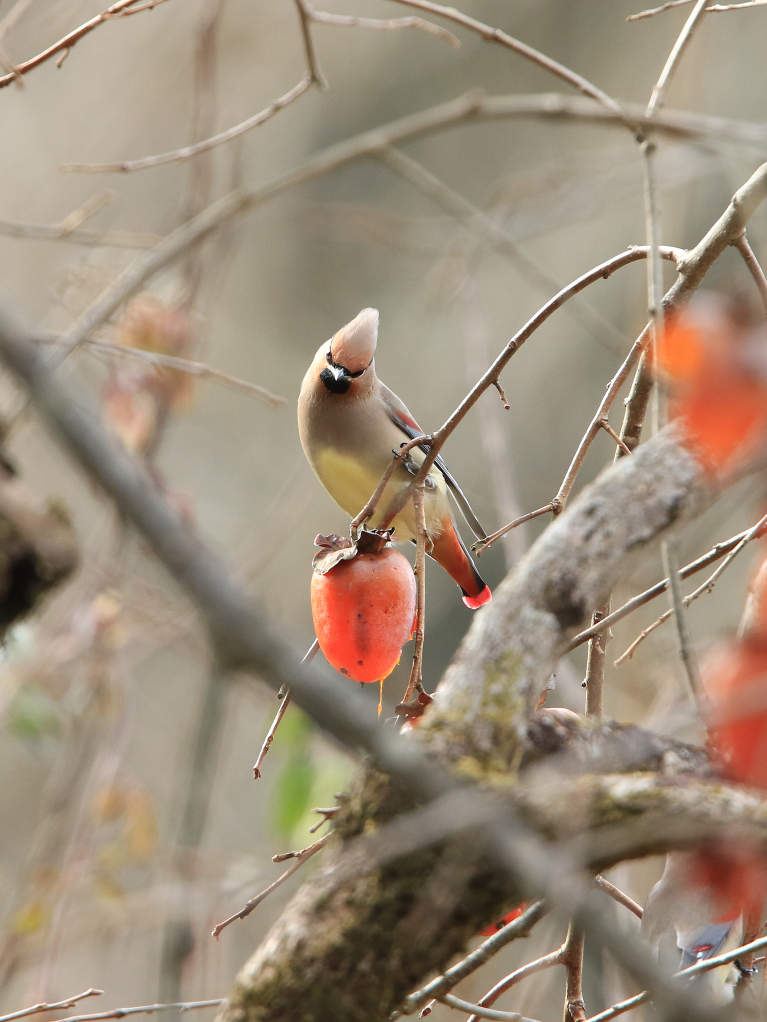 Canon EF 400mm F2.8L IS USM sample photo. Japanese waxwing  ヒレンジャク photography