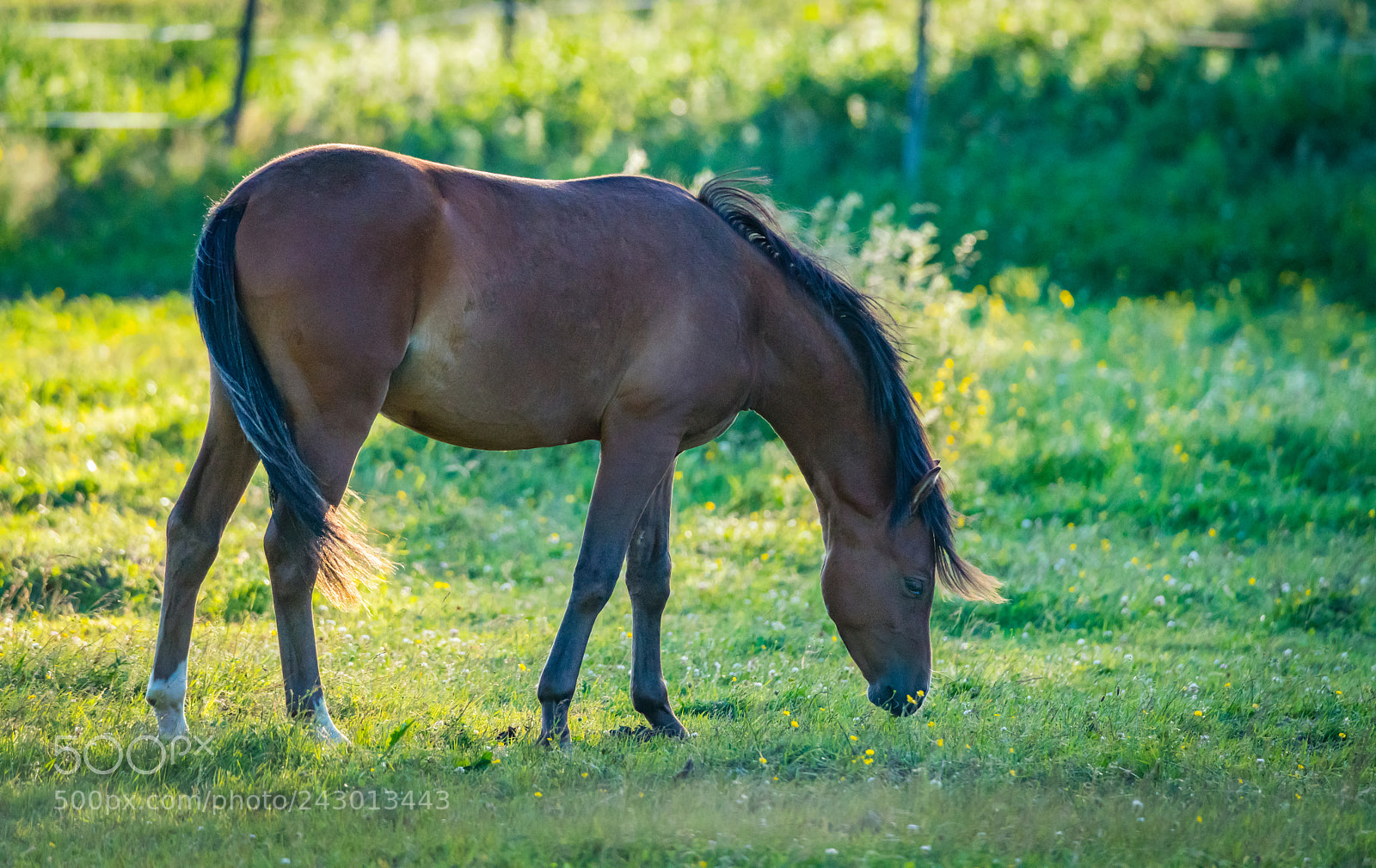 Sony a99 II sample photo. Horse on grassland photography