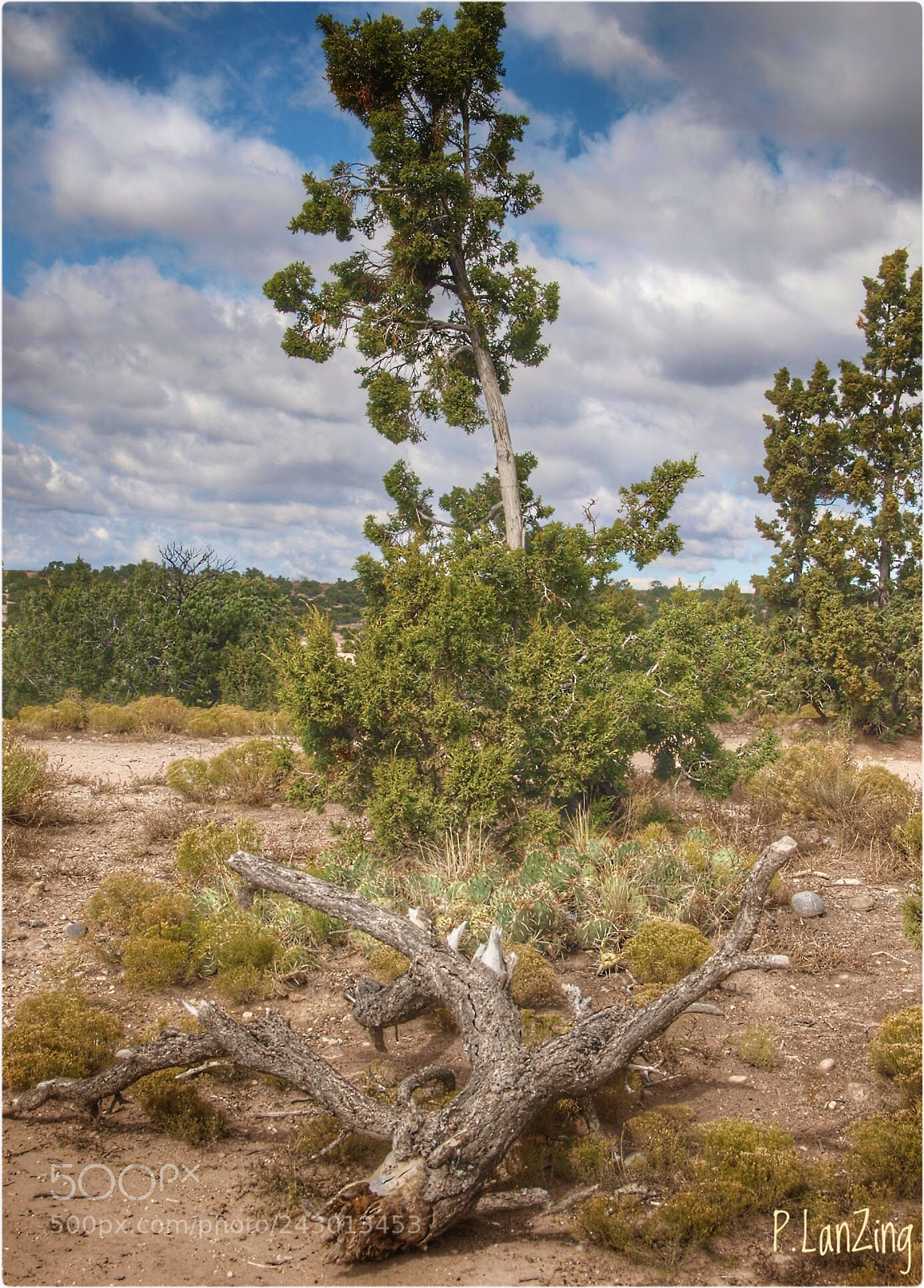 Olympus E-3 sample photo. Deadfall, near santa fe photography