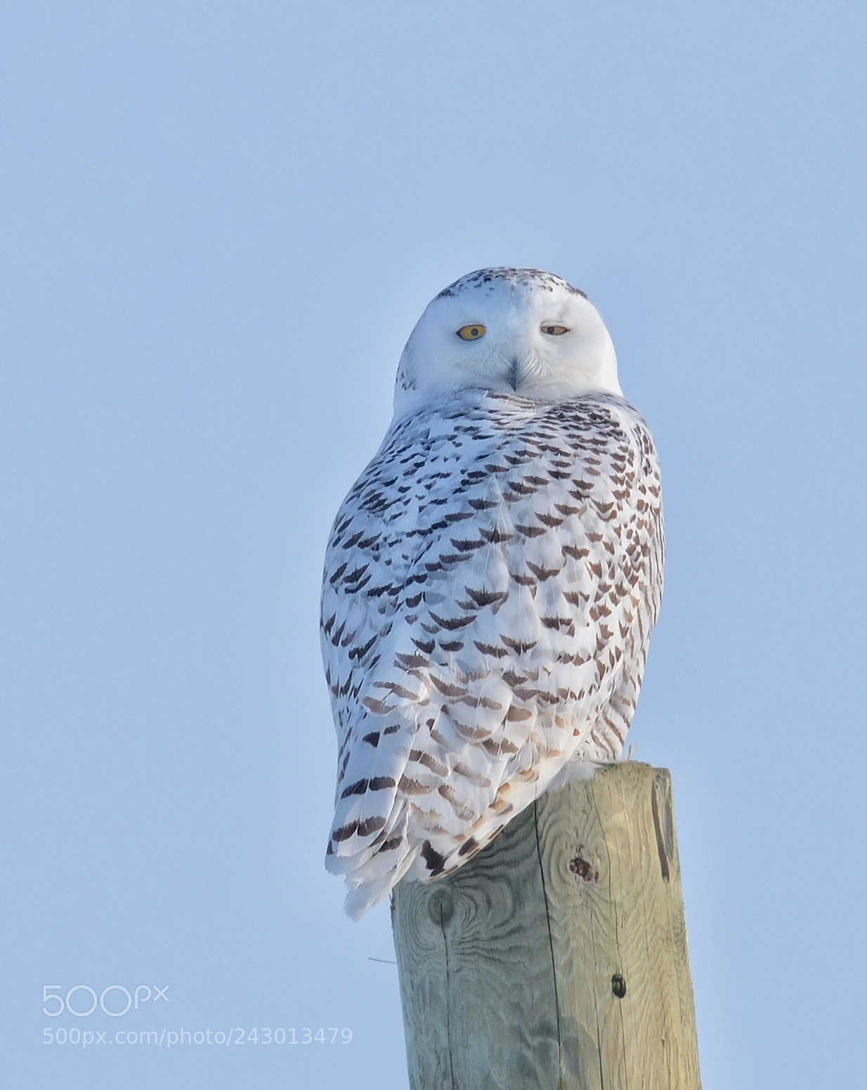 Nikon D7100 sample photo. Snowy owl photography