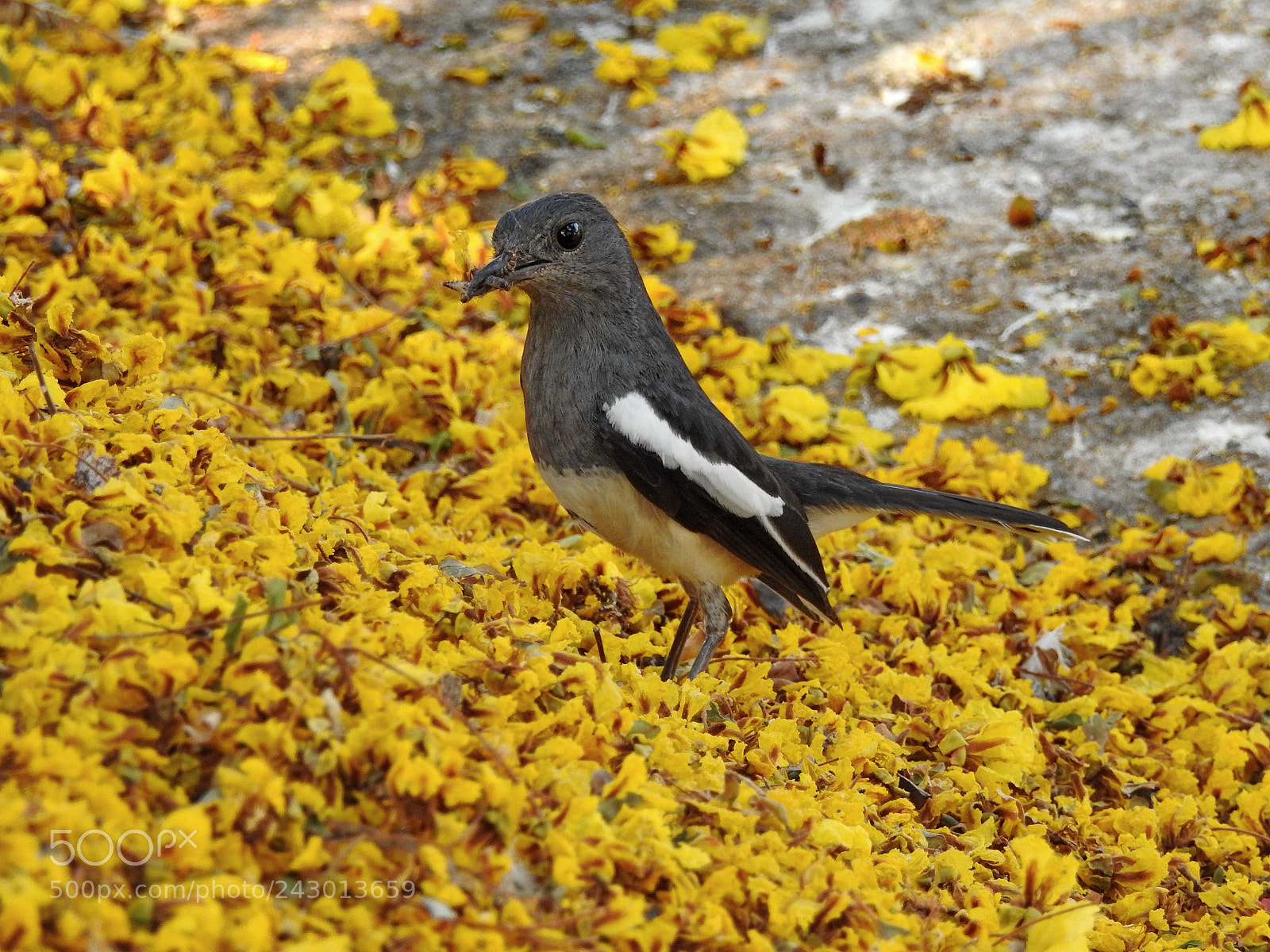 Nikon Coolpix P900 sample photo. Black-billed magpie bird photography