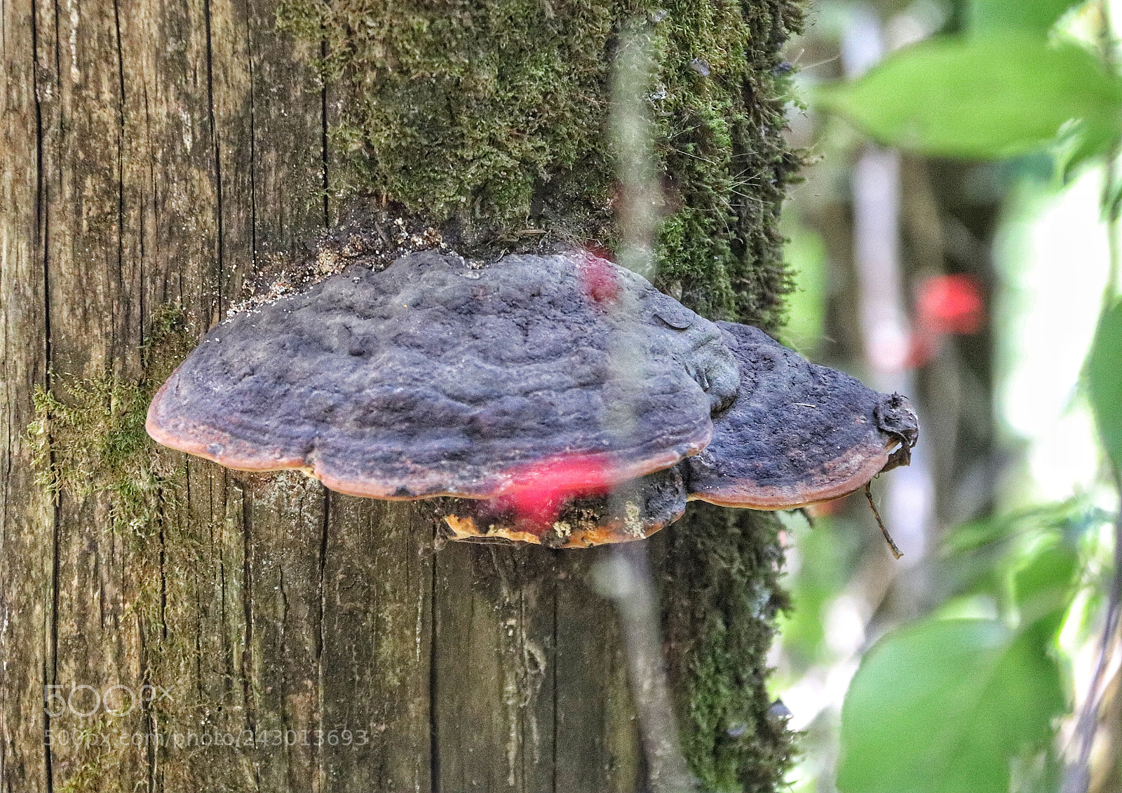 Canon EOS 800D (EOS Rebel T7i / EOS Kiss X9i) sample photo. Hongos (polyporus fomentarius) photography