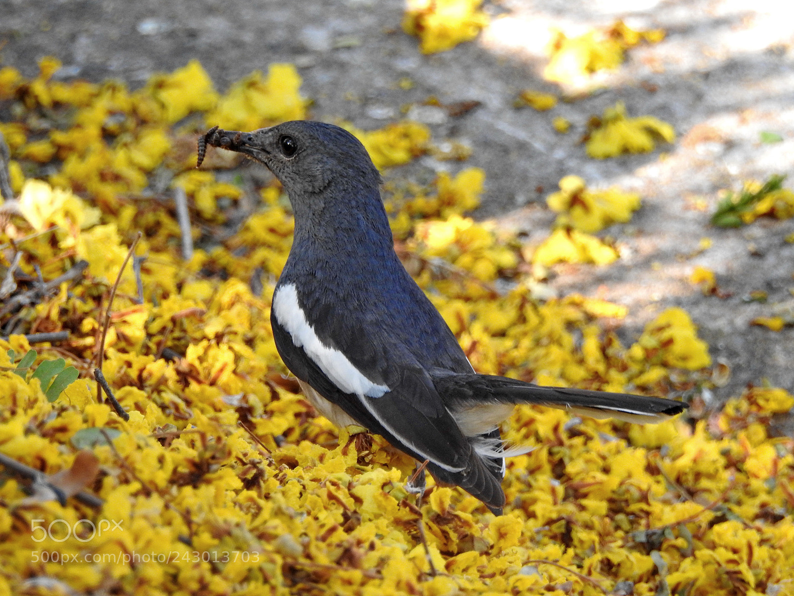 Nikon Coolpix P900 sample photo. Black-billed magpie bird photography