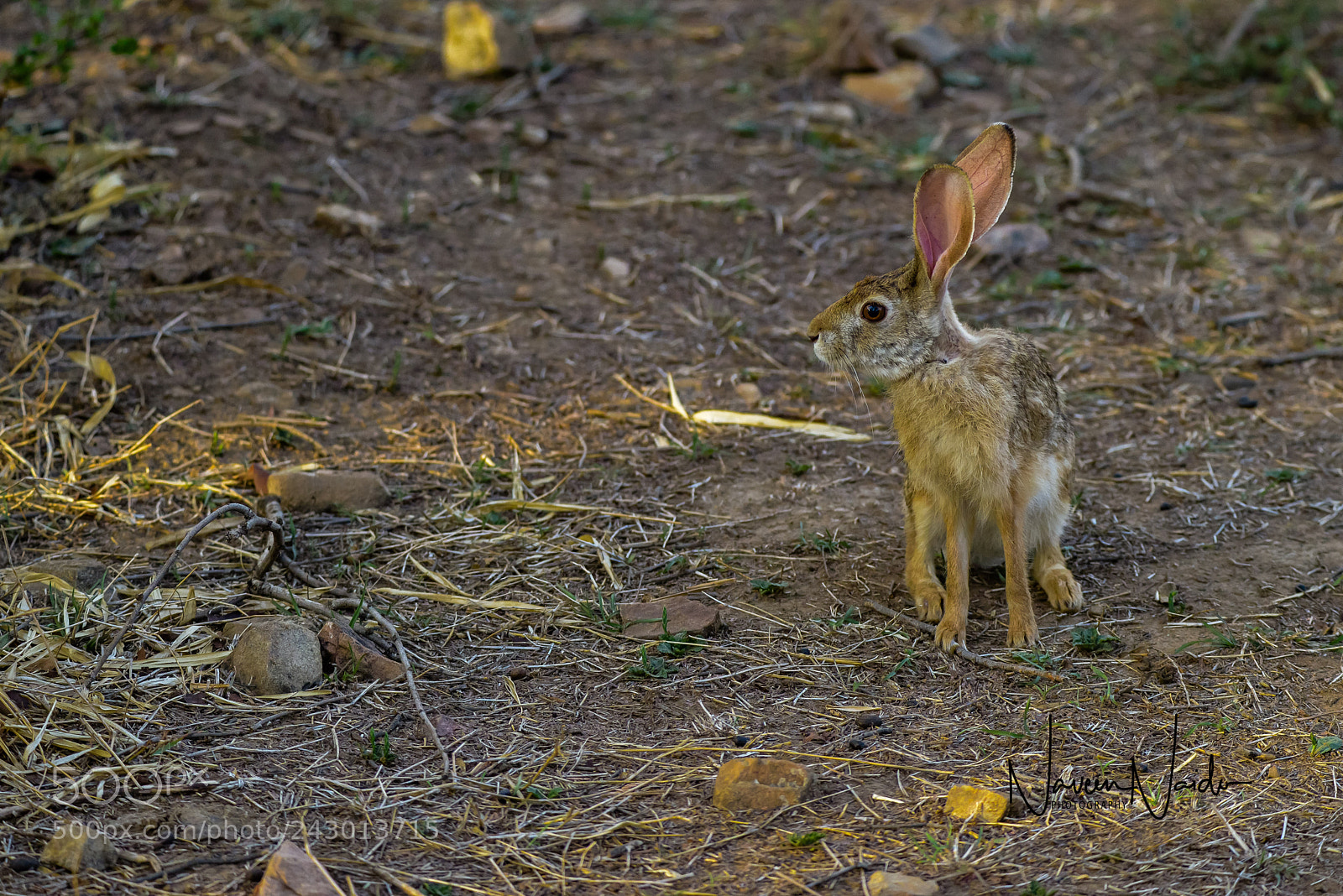 Nikon D800 sample photo. Wild hare photography