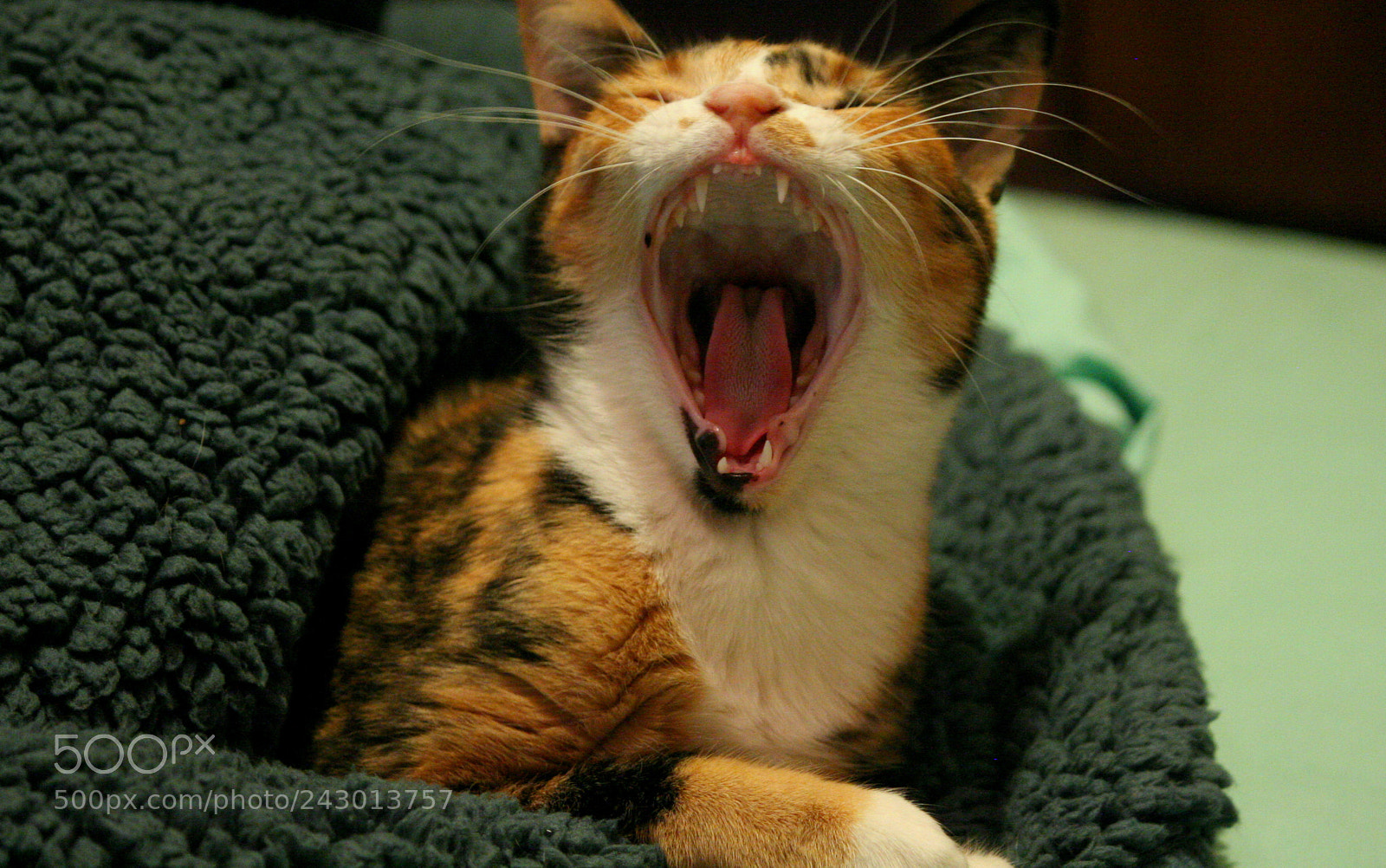 Canon EOS 20D sample photo. Untitled photography