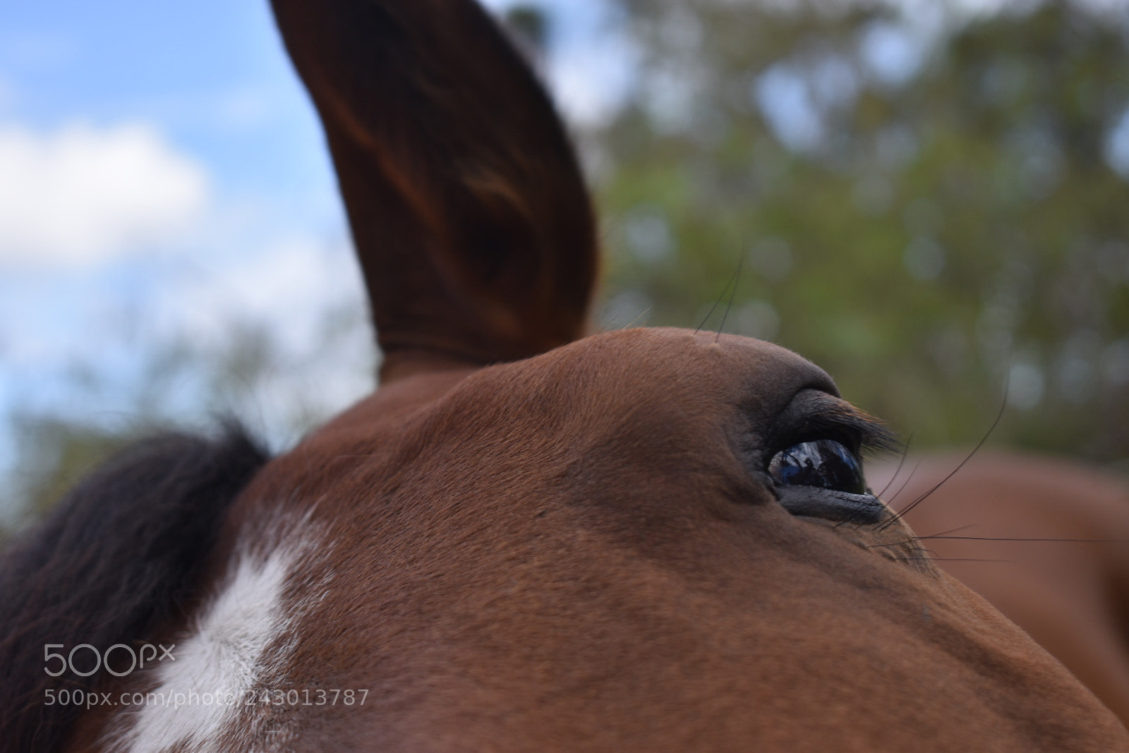 Nikon D5600 sample photo. Curiosity photography