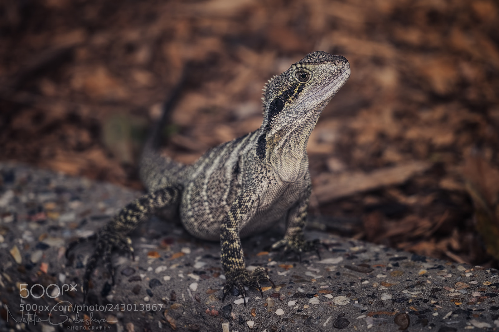 Sony a7R II sample photo. Lizard photography