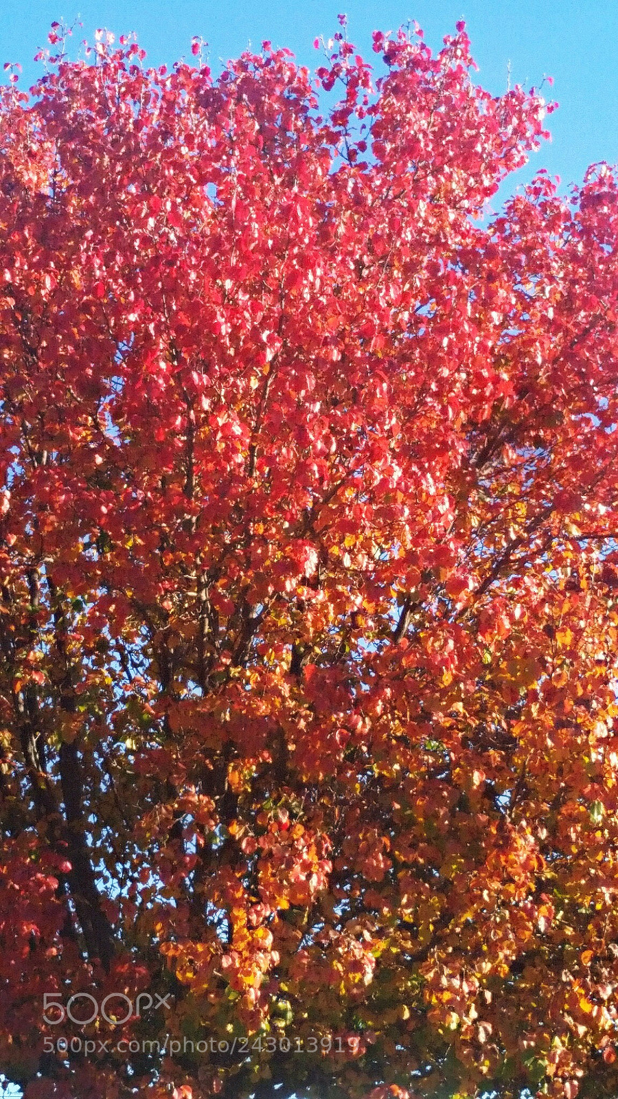 Samsung Galaxy S5 sample photo. Fall trees photography