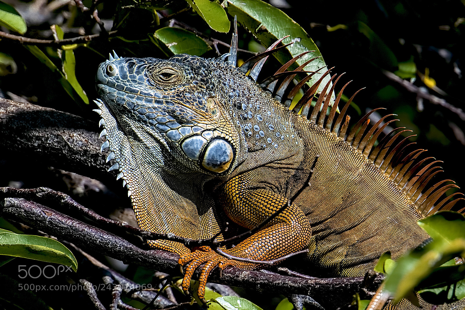 Nikon D810 sample photo. Iguana photography