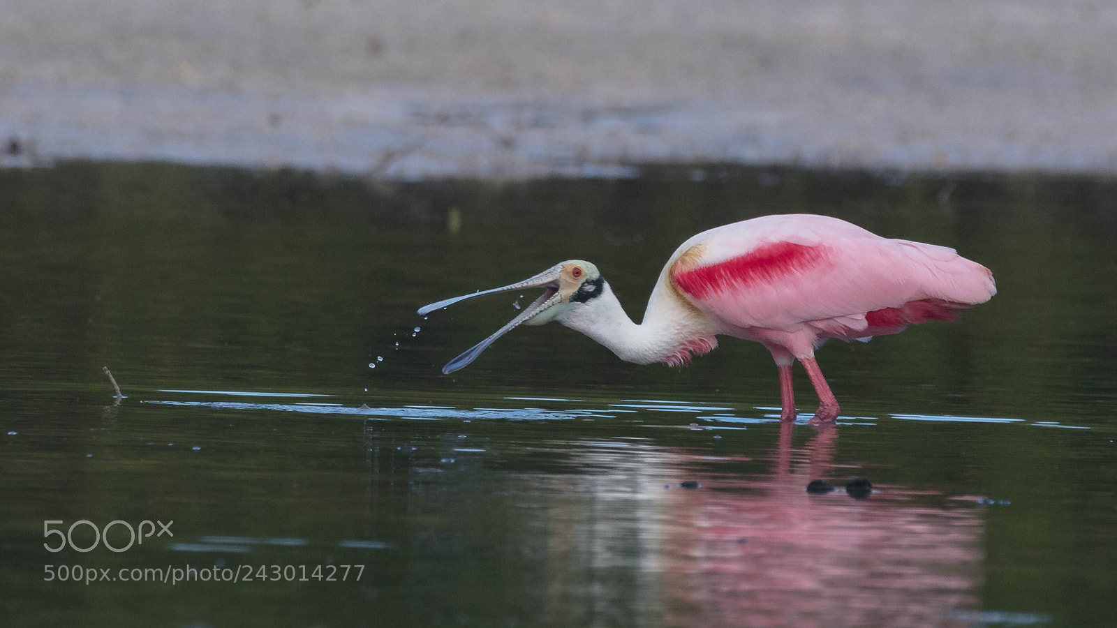 Canon EOS 5DS sample photo. Roseate spoonbill photography