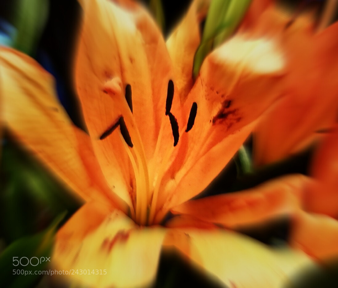 Samsung Galaxy S5 sample photo. Tiger lily photography