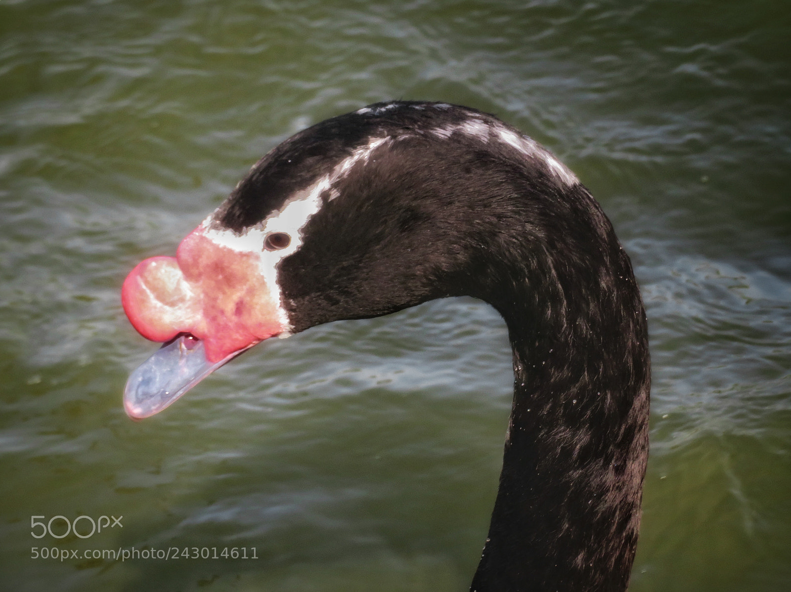 Canon PowerShot SX720 HS sample photo. Black-necked swan photography
