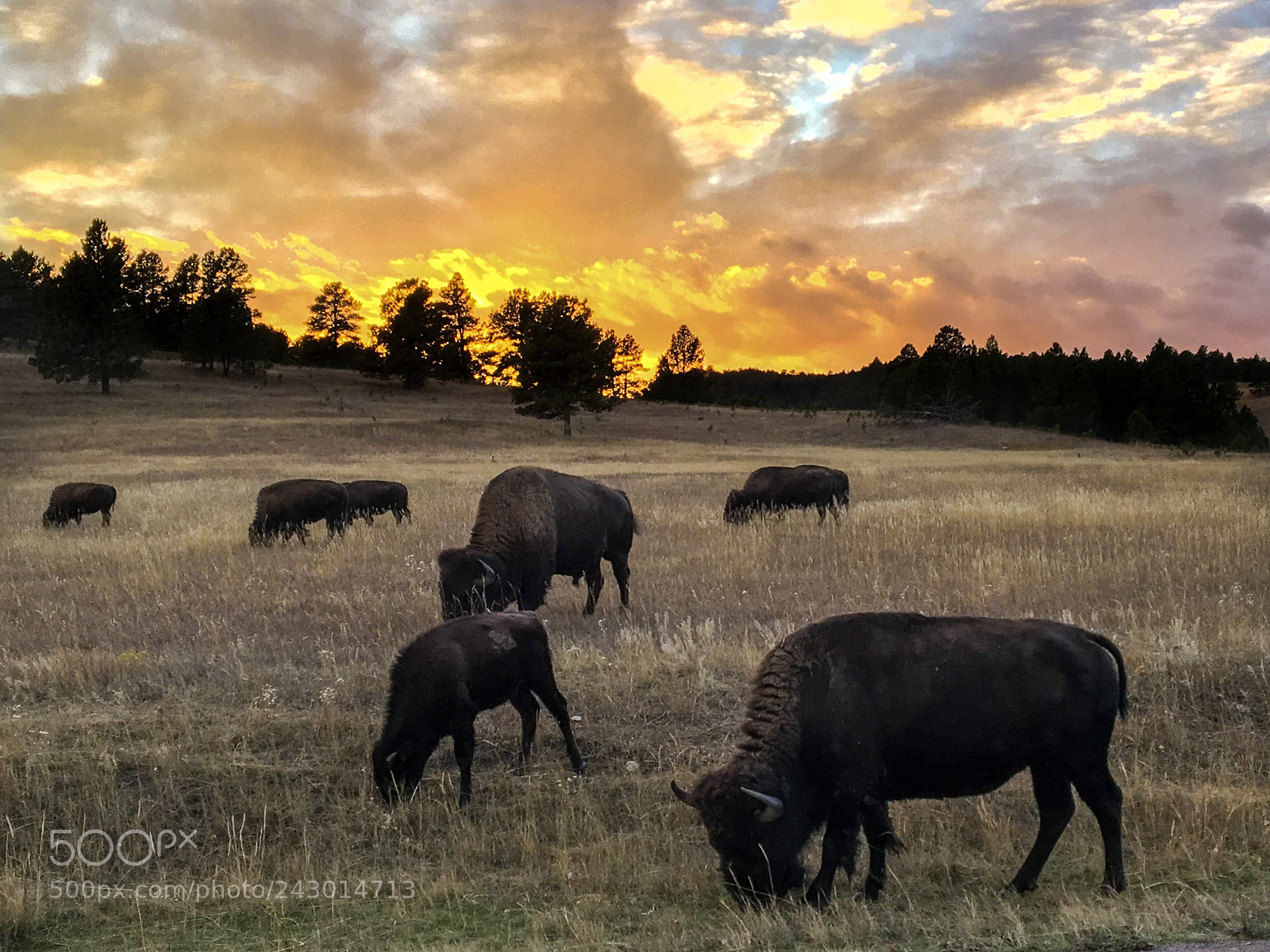 Apple iPhone 6s sample photo. American bison photography
