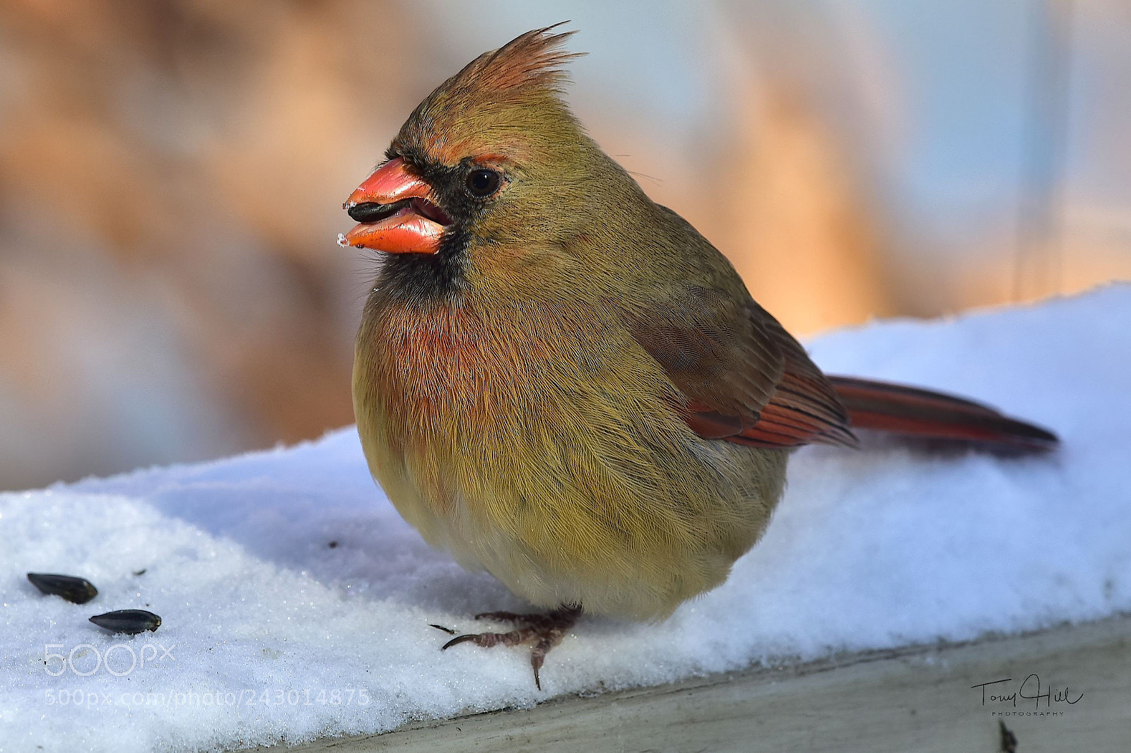 Nikon D810 sample photo. Mrs. cardinal photography