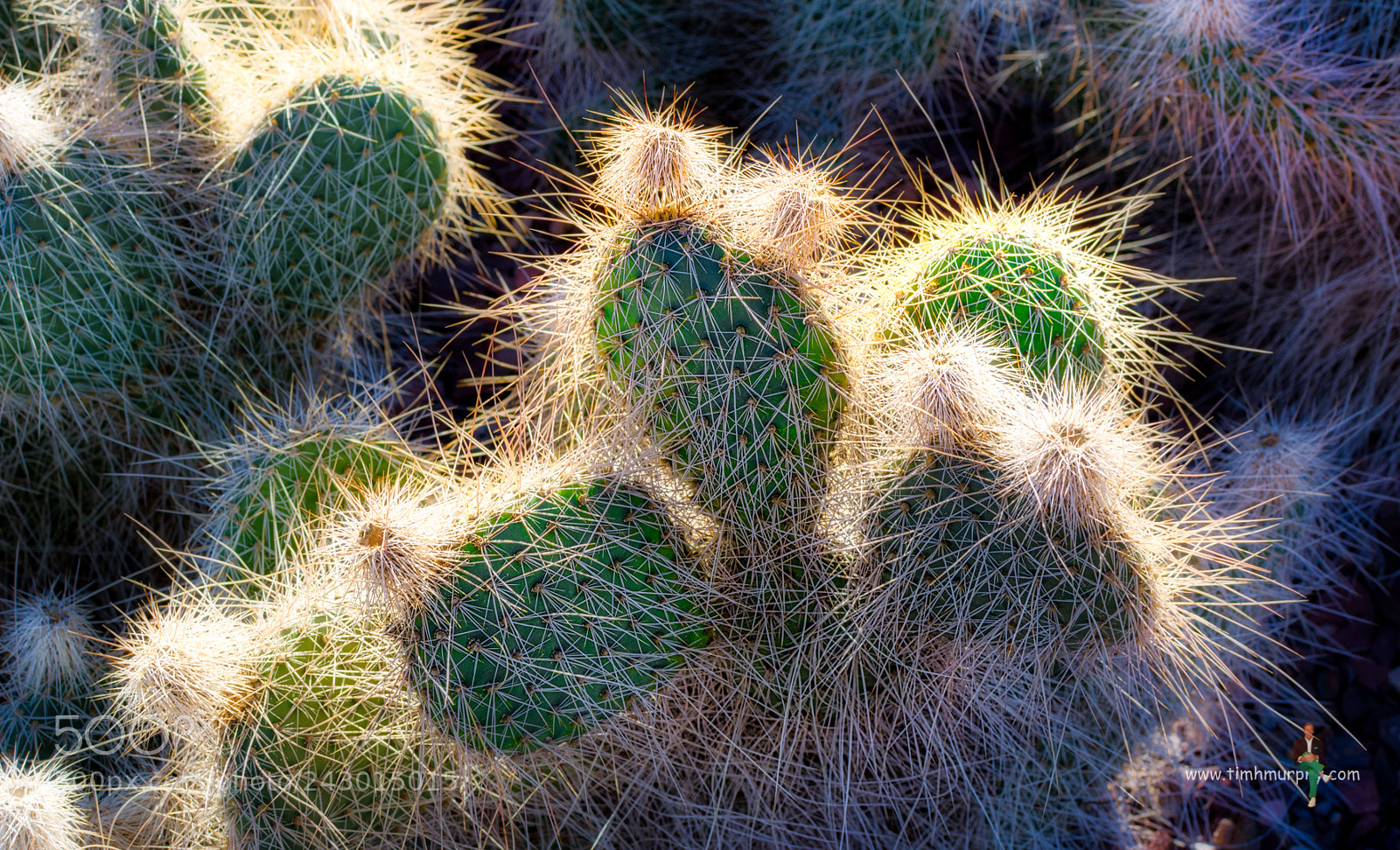 Nikon D7100 sample photo. Yikes spikes! photography