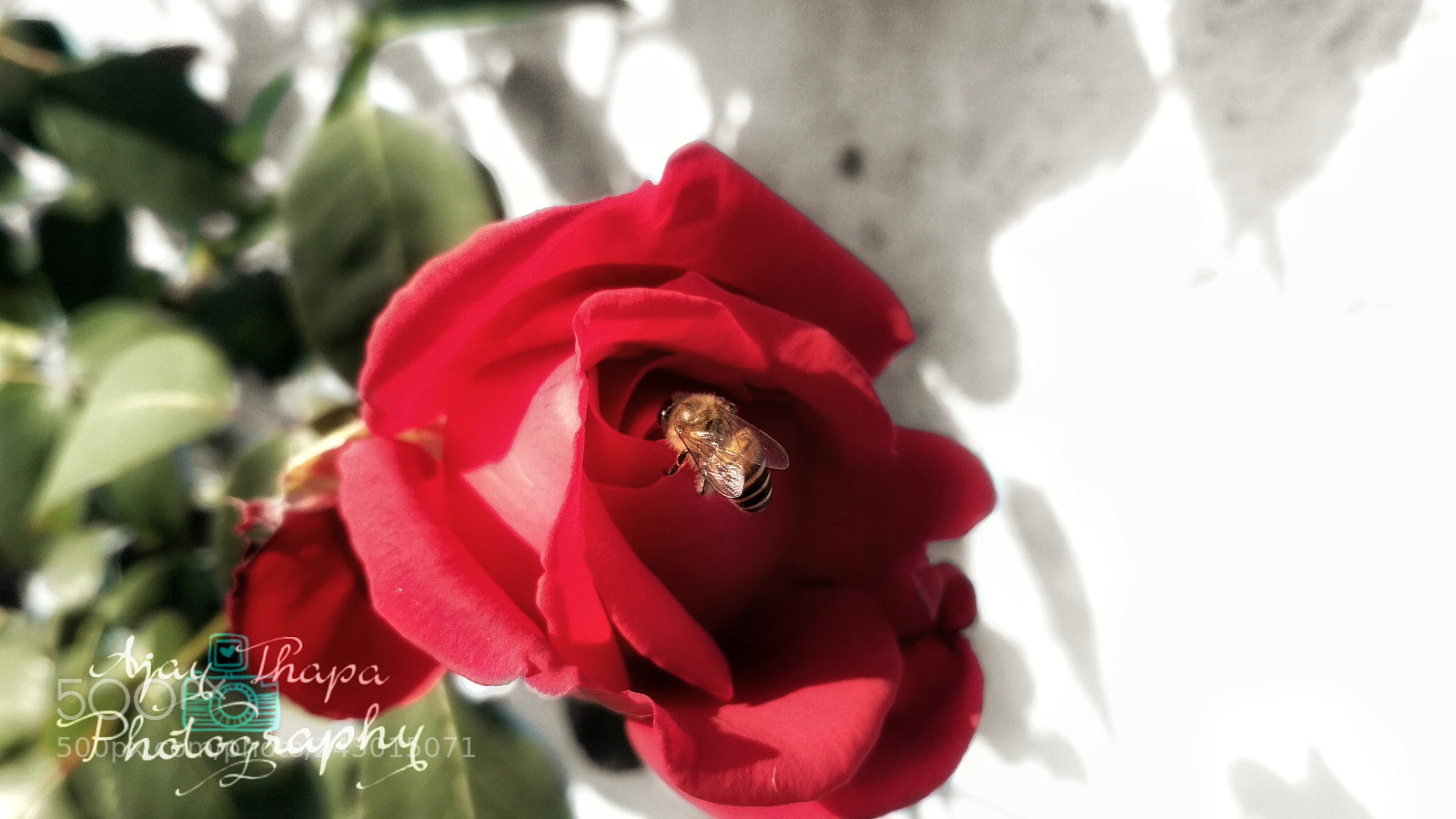 Xiaomi Redmi 4 Pro sample photo. Rose & bee photography