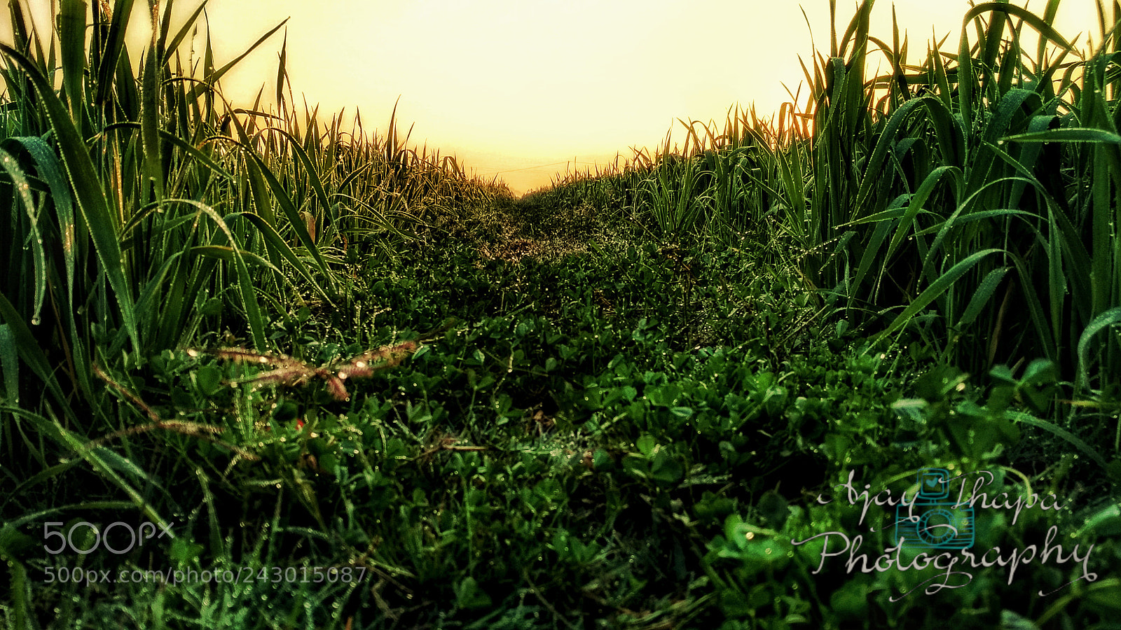 Xiaomi Redmi 4 Pro sample photo. Trail photography
