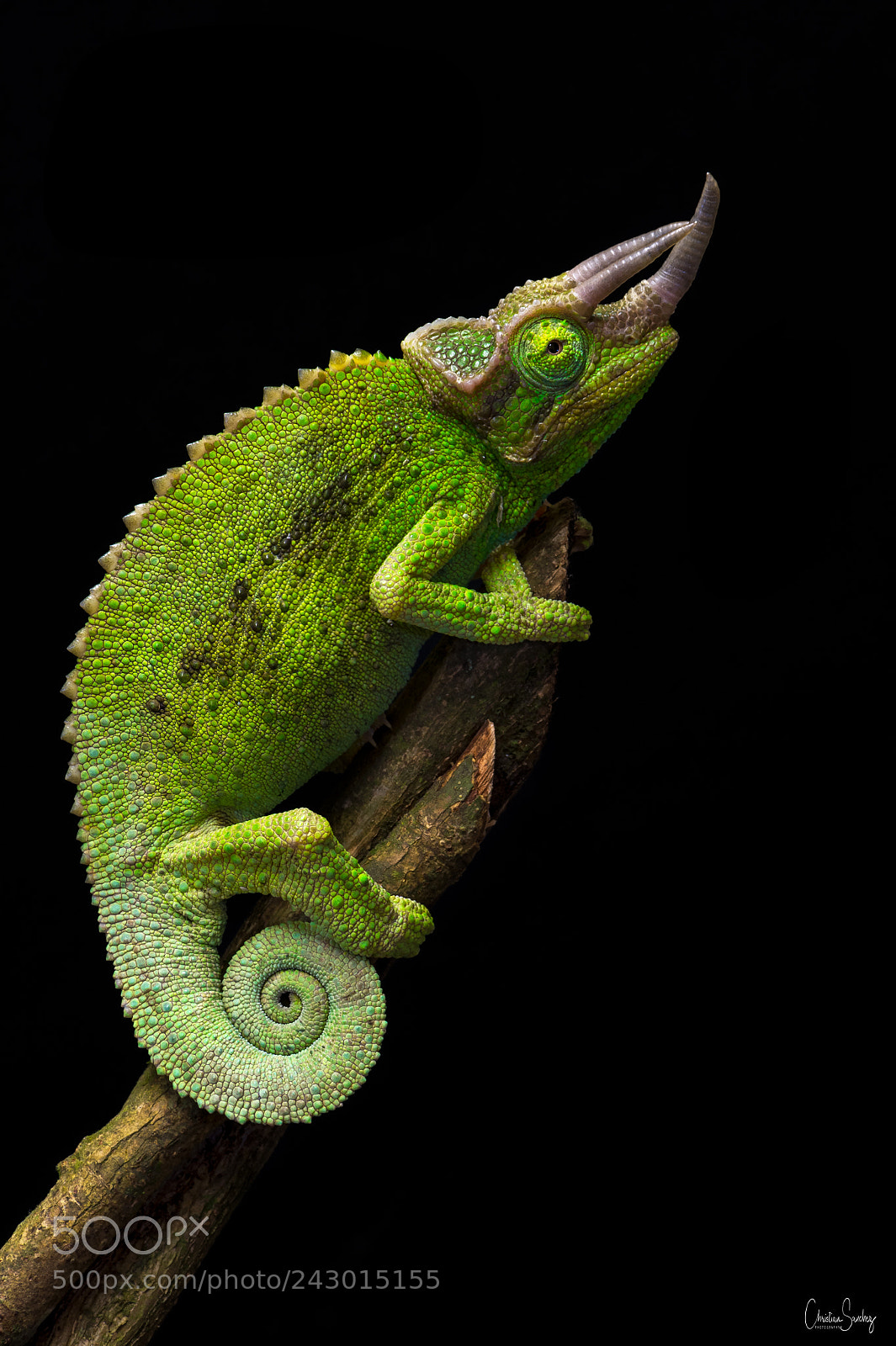 Nikon D4 sample photo. Jackson's chameleon photography