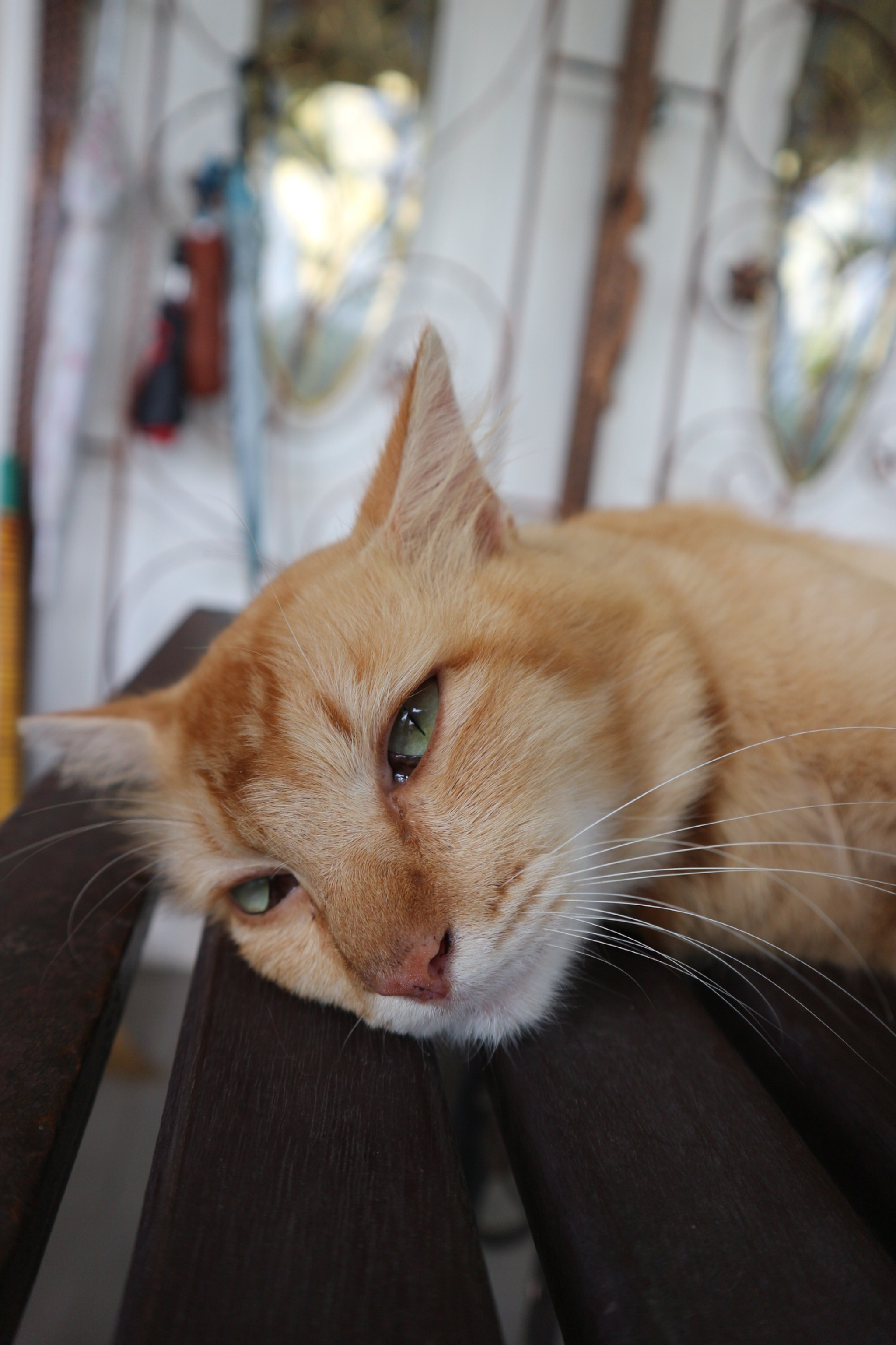 Canon EOS M10 sample photo. Sudin- he had such quiet eyes photography