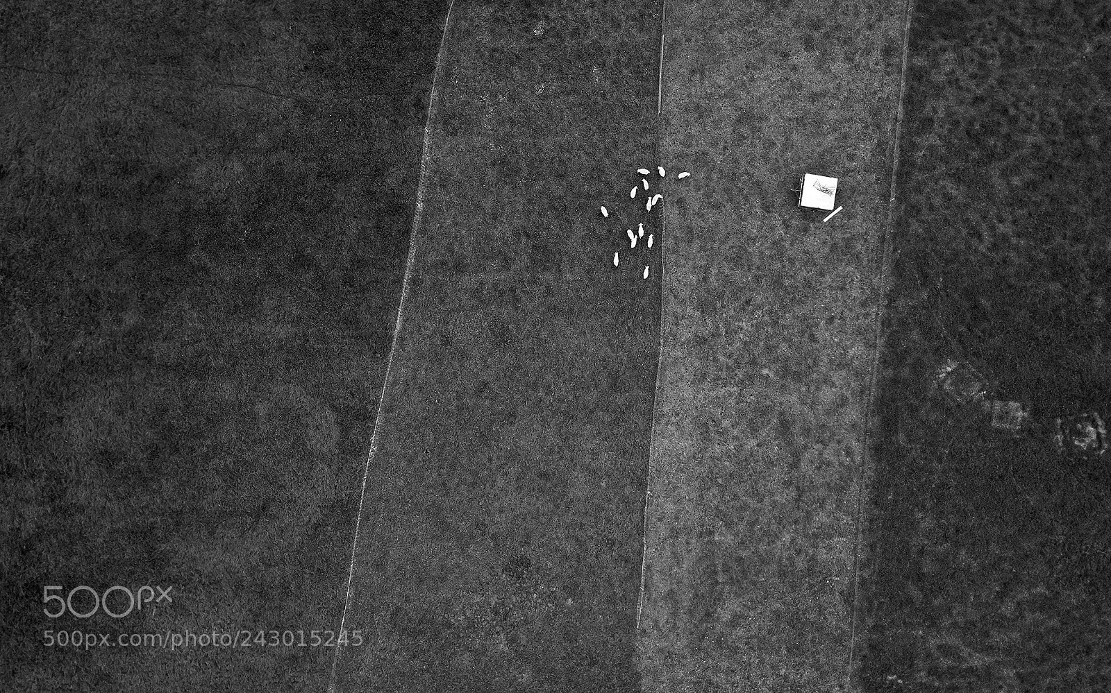 DJI FC220 sample photo. Sheep / maggots photography
