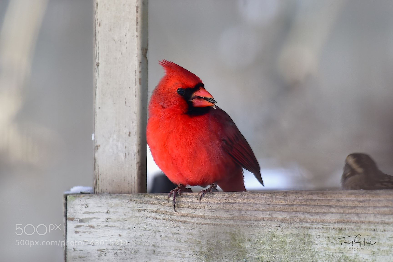 Nikon D810 sample photo. Mr. cardinal photography