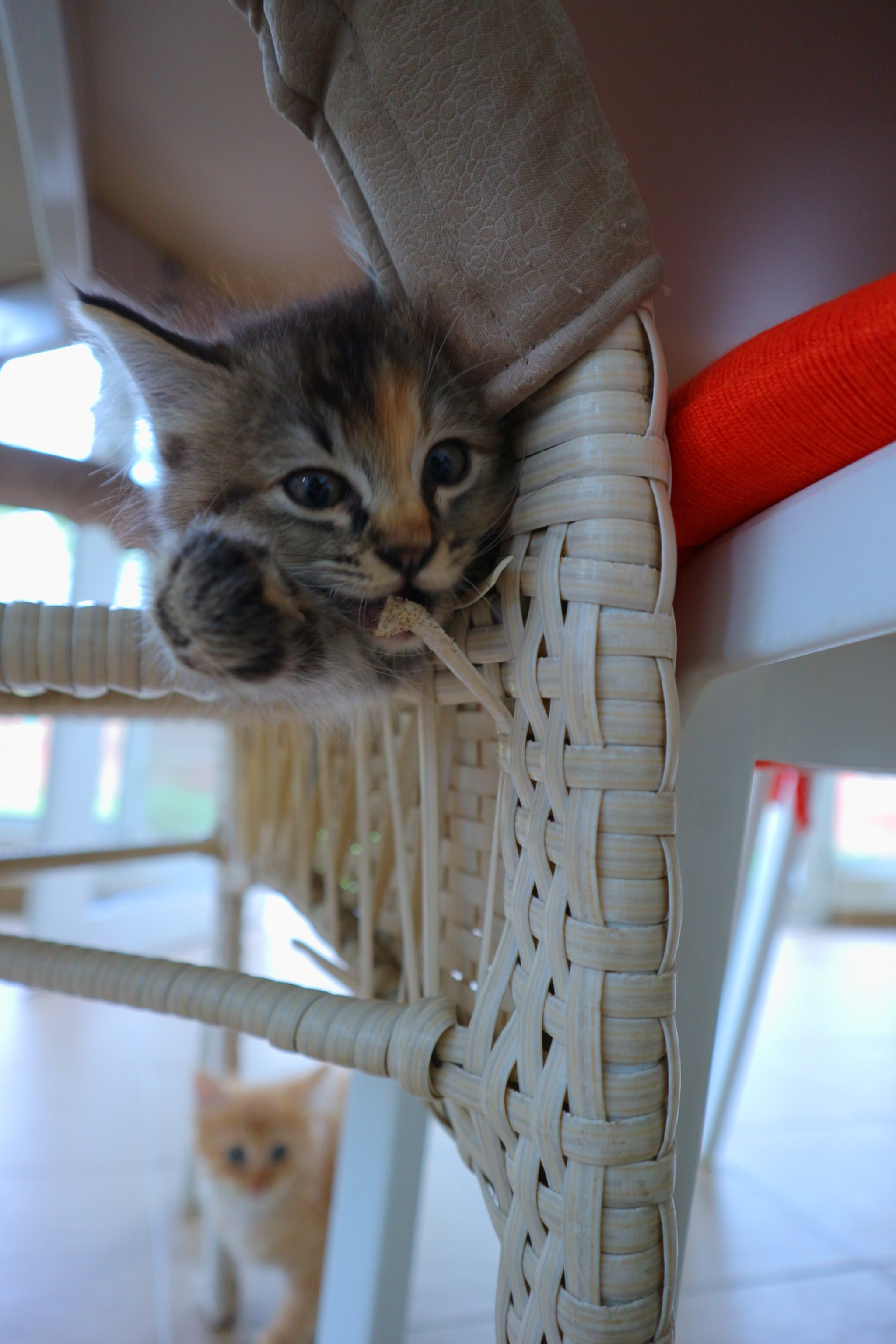 Canon EOS M10 sample photo. 😼 photography