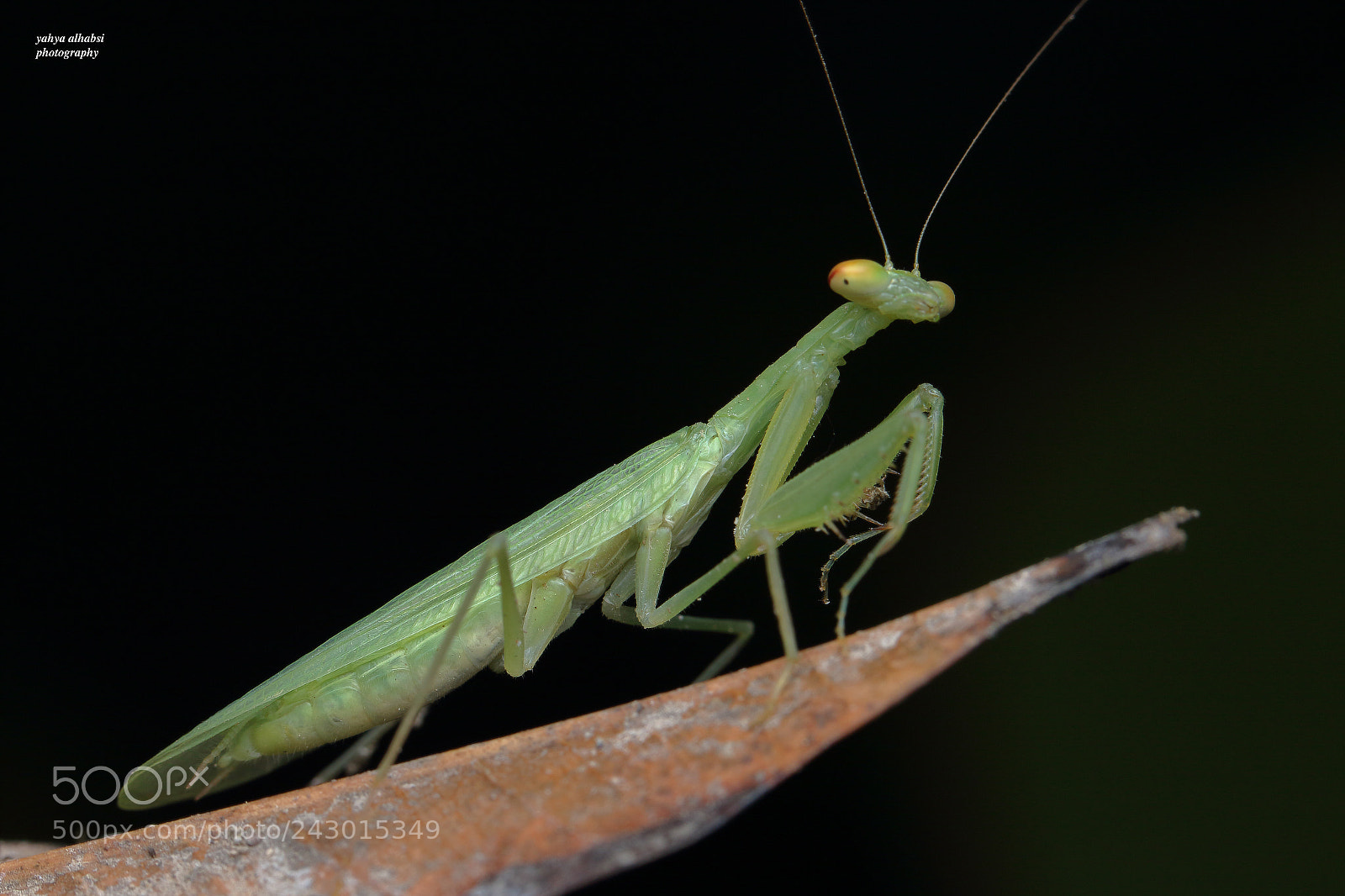 Canon EOS 7D Mark II sample photo. Untitled photography