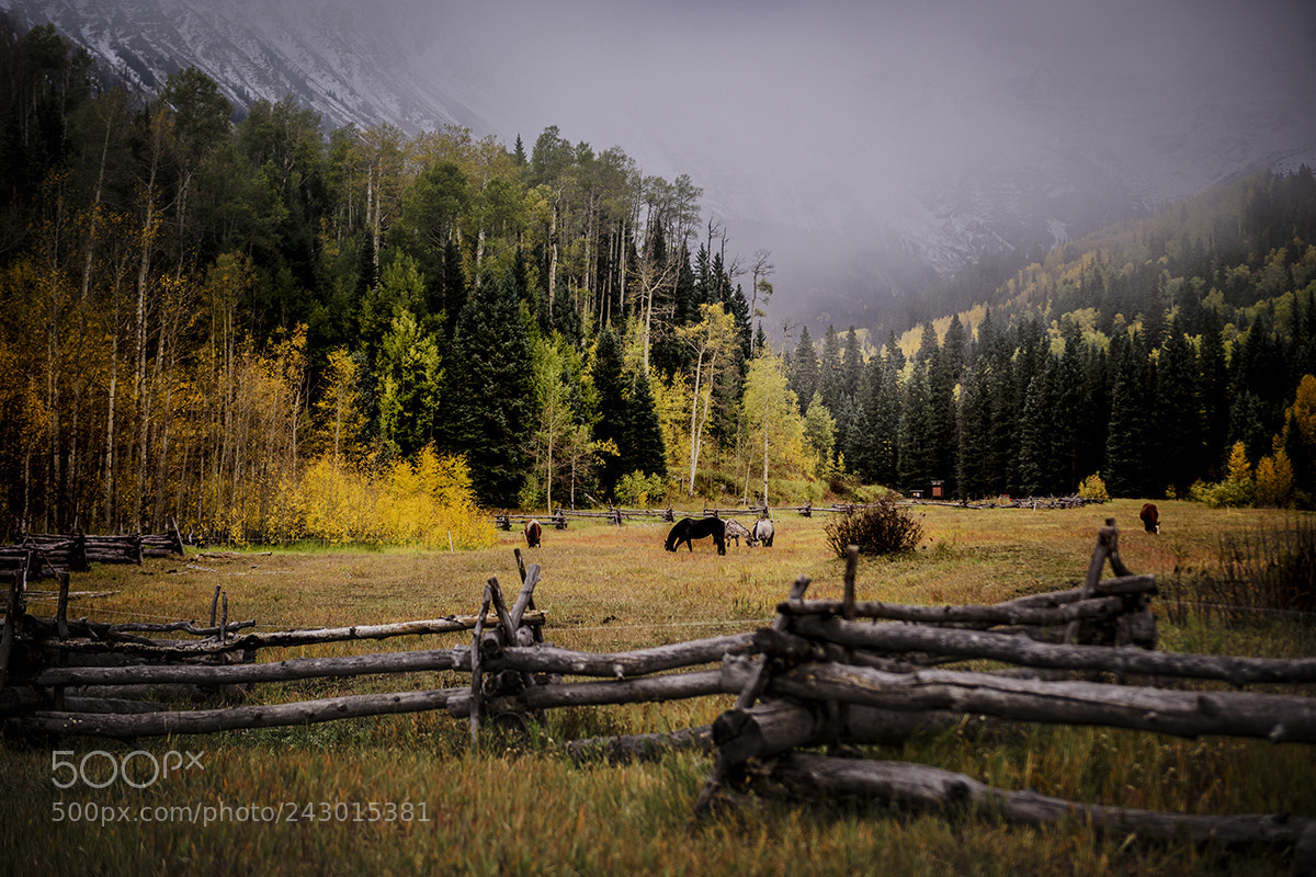 Nikon D810 sample photo. Foggy fall morning in photography