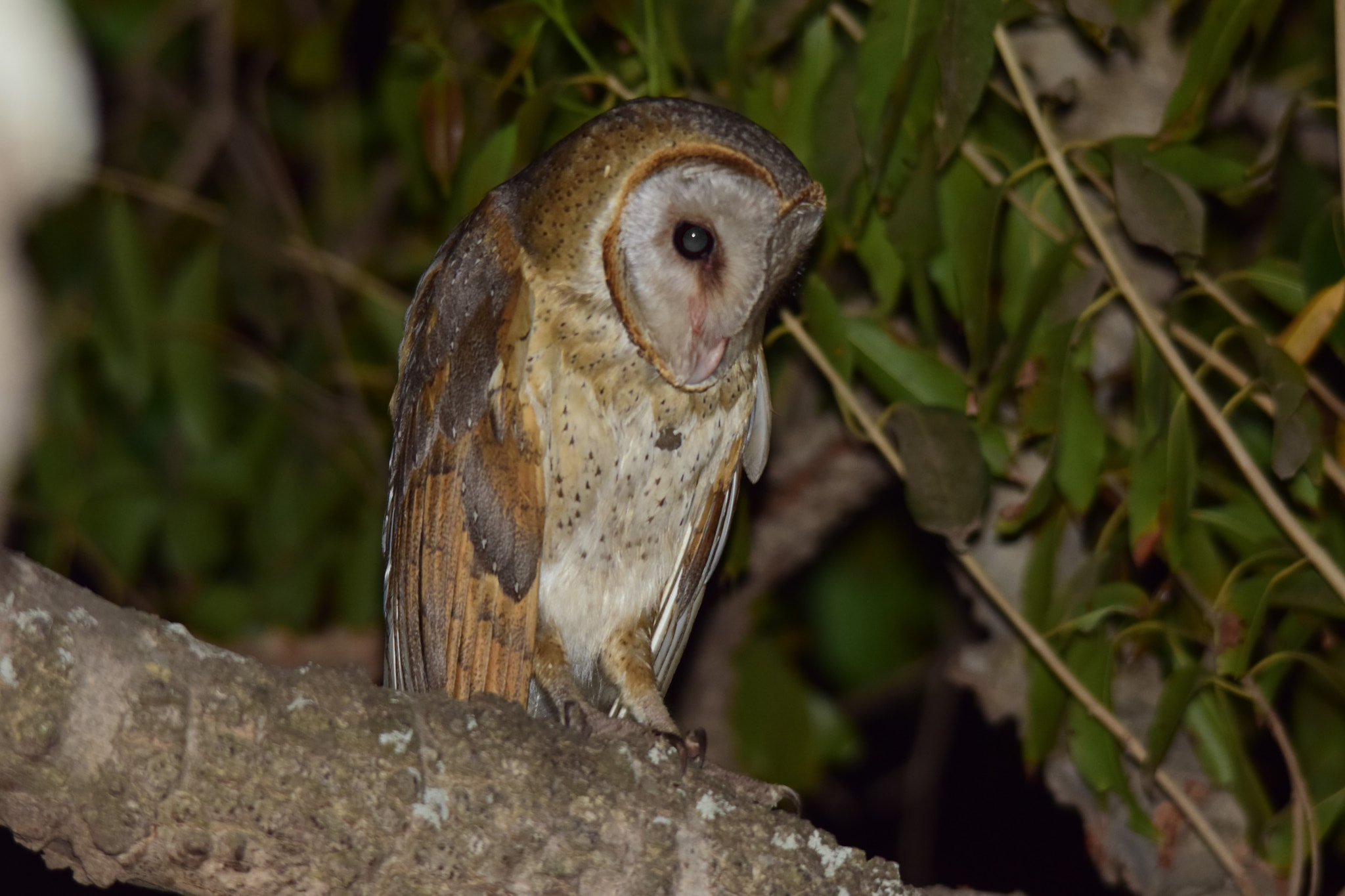 Nikon D5300 + Sigma 150-500mm F5-6.3 DG OS HSM sample photo. Barn owl photography