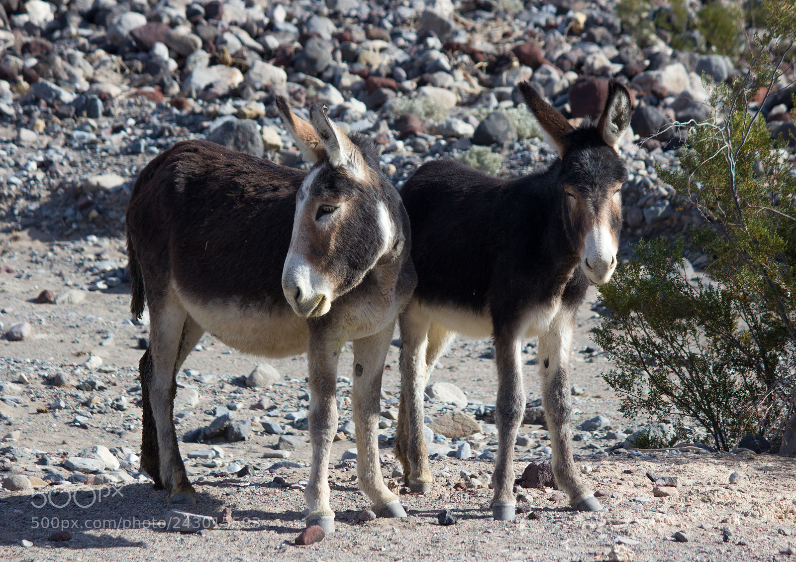 Canon EOS 60D sample photo. Death valley burros photography