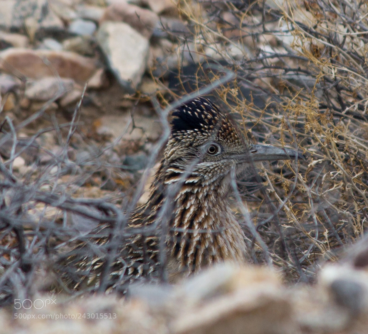 Canon EOS 60D sample photo. Roadrunner photography