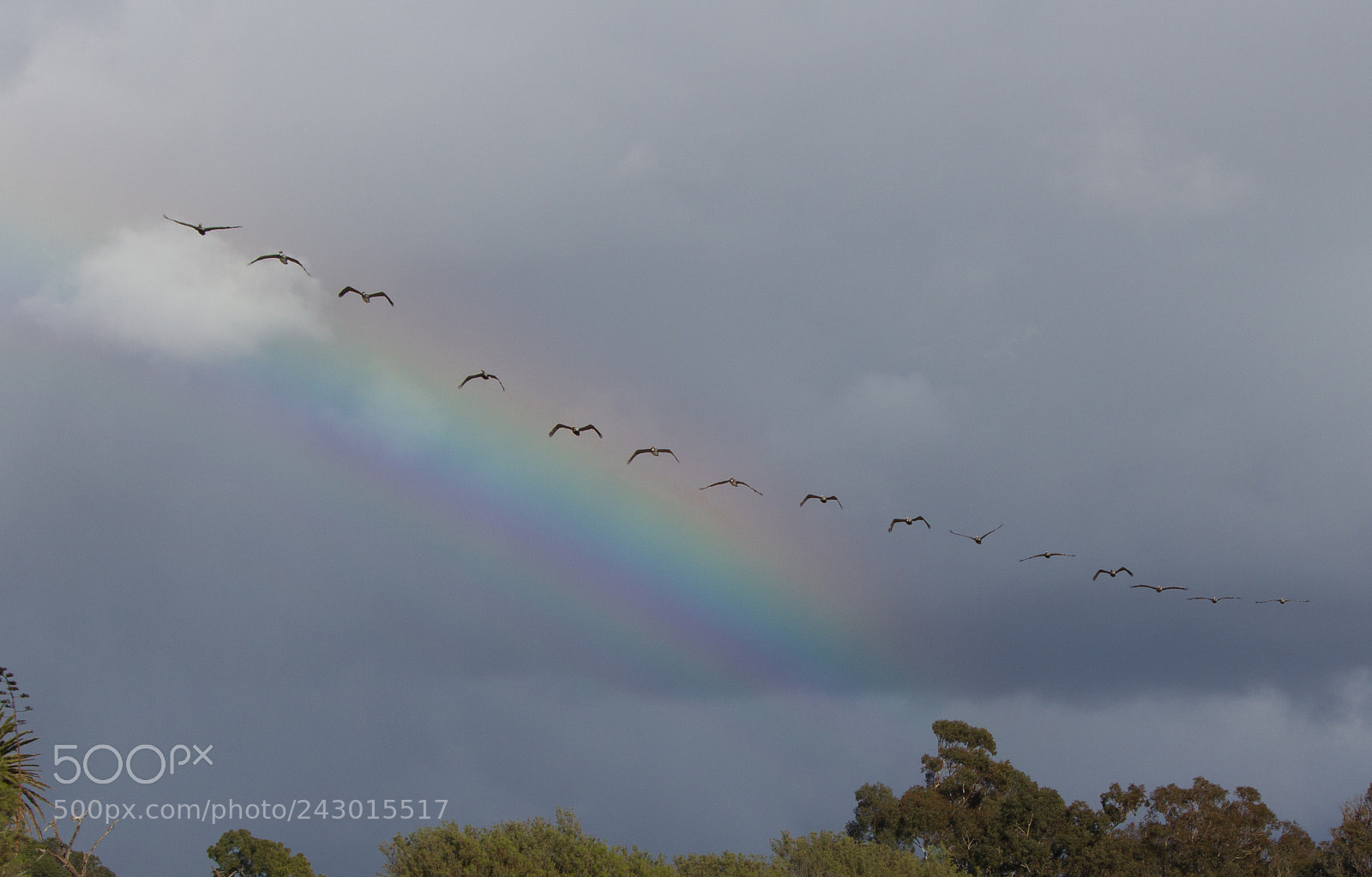 Canon EOS 60D sample photo. Pelicans ride the rainbow photography