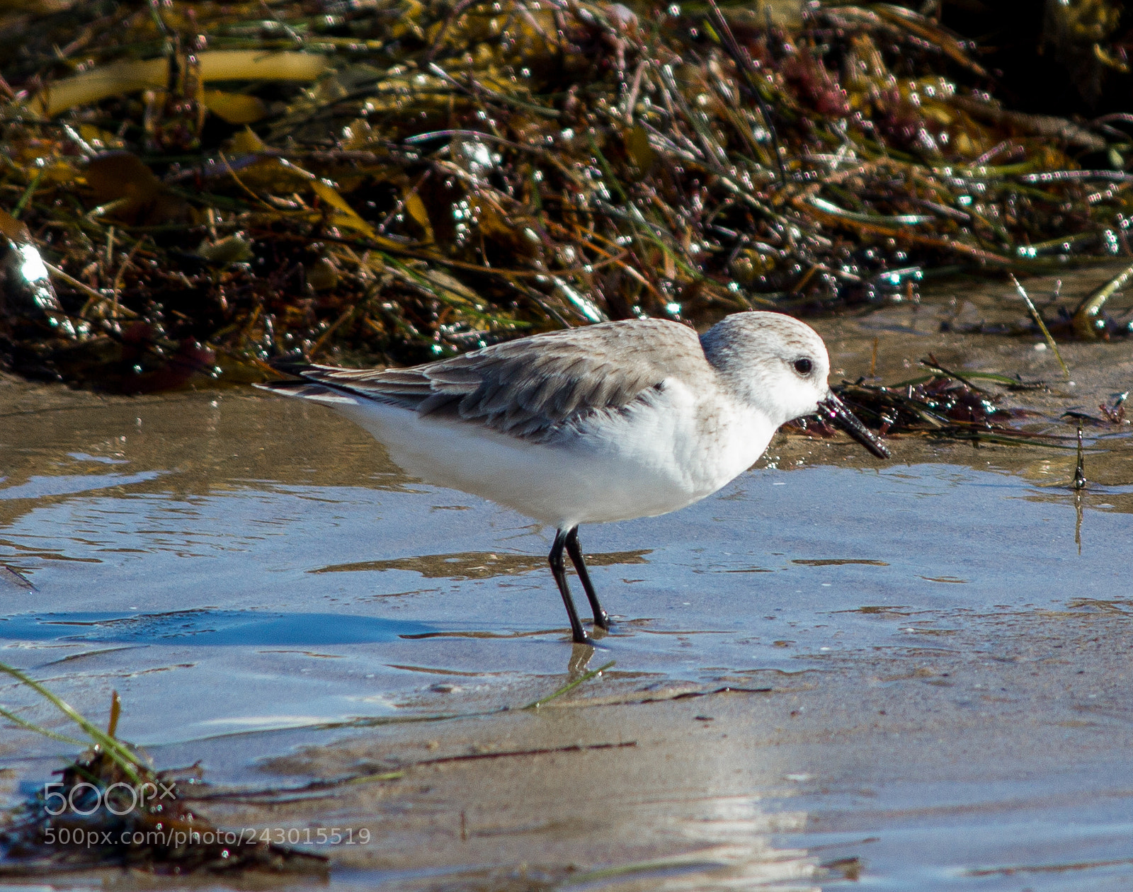 Canon EOS 60D sample photo. Sanderling on the beach photography
