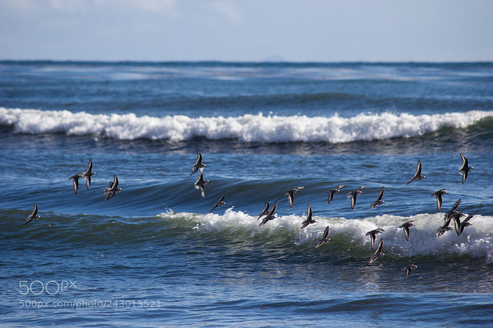Canon EOS 60D sample photo. Sanderlings in flight photography