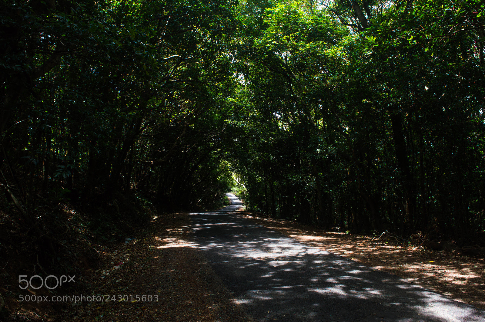 Nikon D3200 sample photo. Road to nature photography