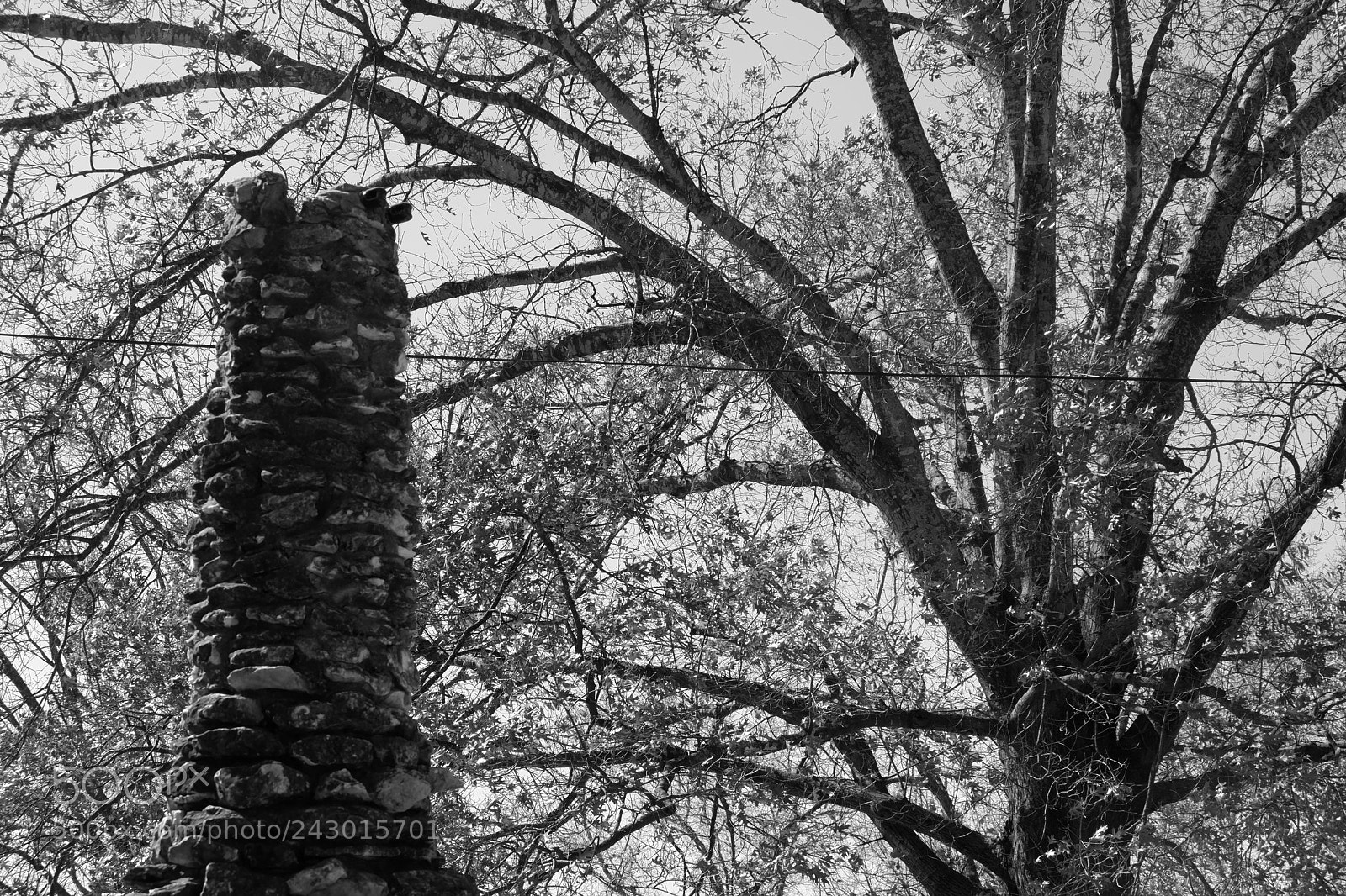 Fujifilm X-A3 sample photo. Japanese tea garden san photography
