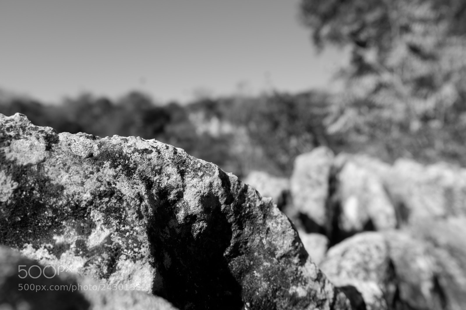 Fujifilm X-A3 sample photo. Japanese tea garden san photography